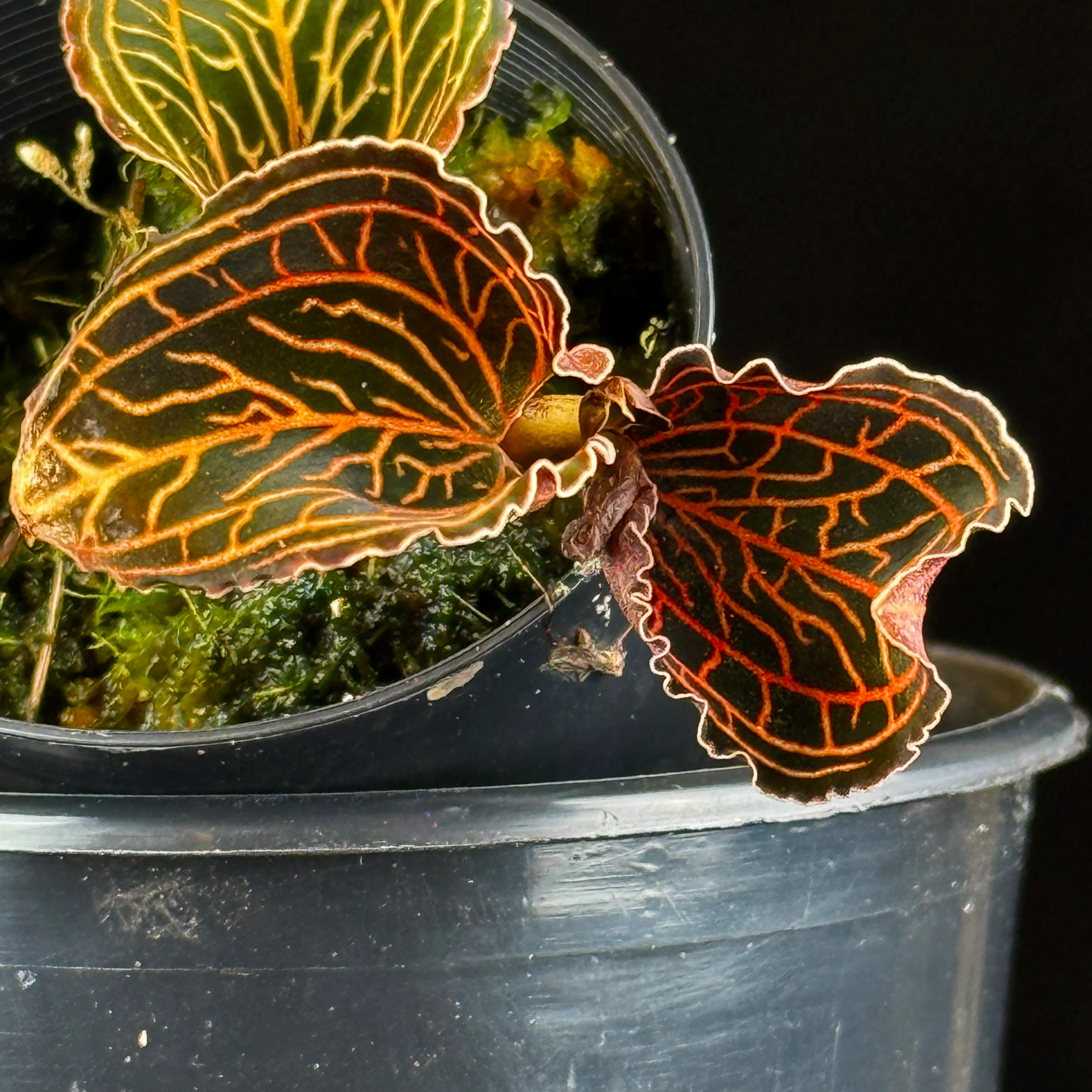 Anoectochilus albolineatus 'Lady's Best Friend' - Image 3