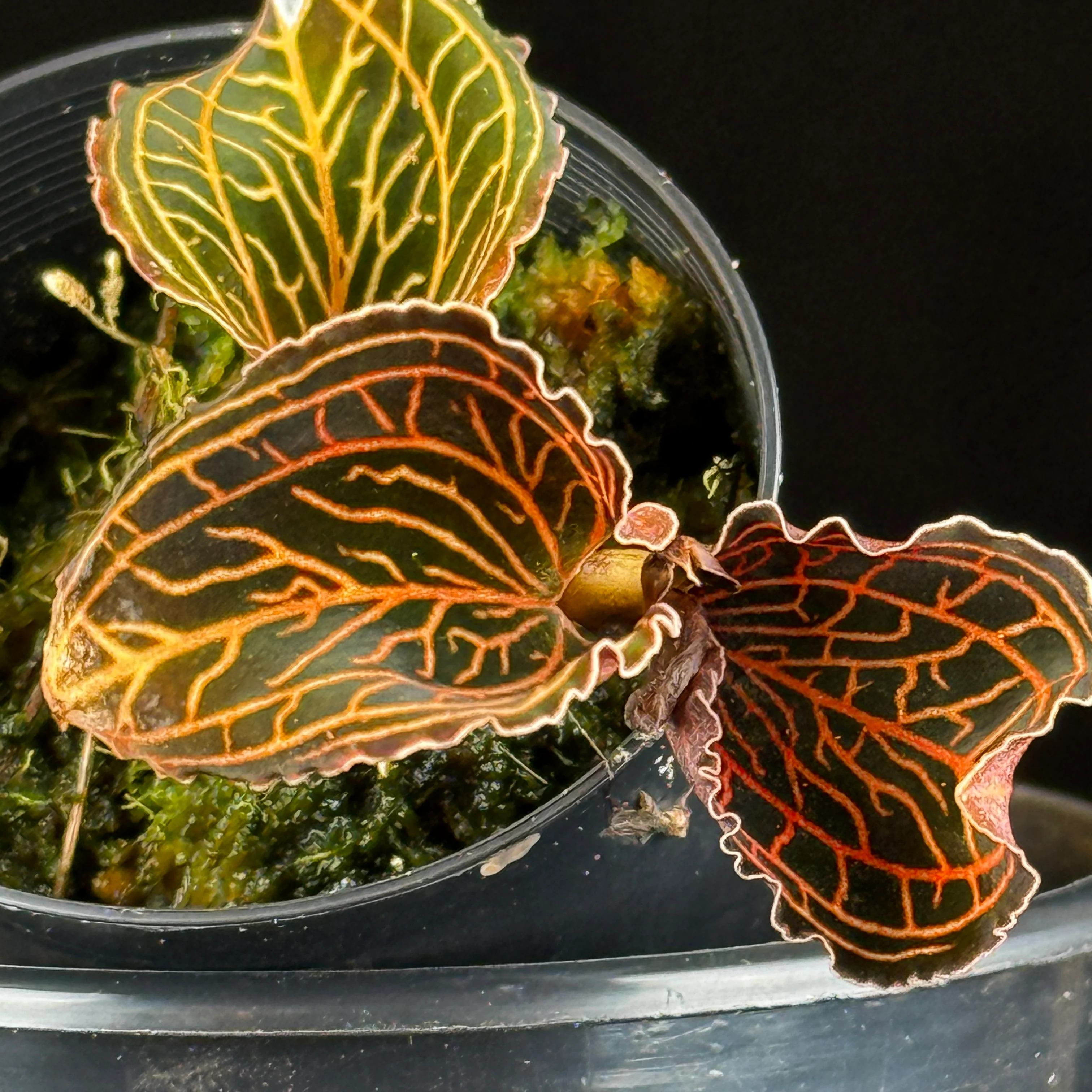 Anoectochilus albolineatus 'Lady's Best Friend' - Image 4