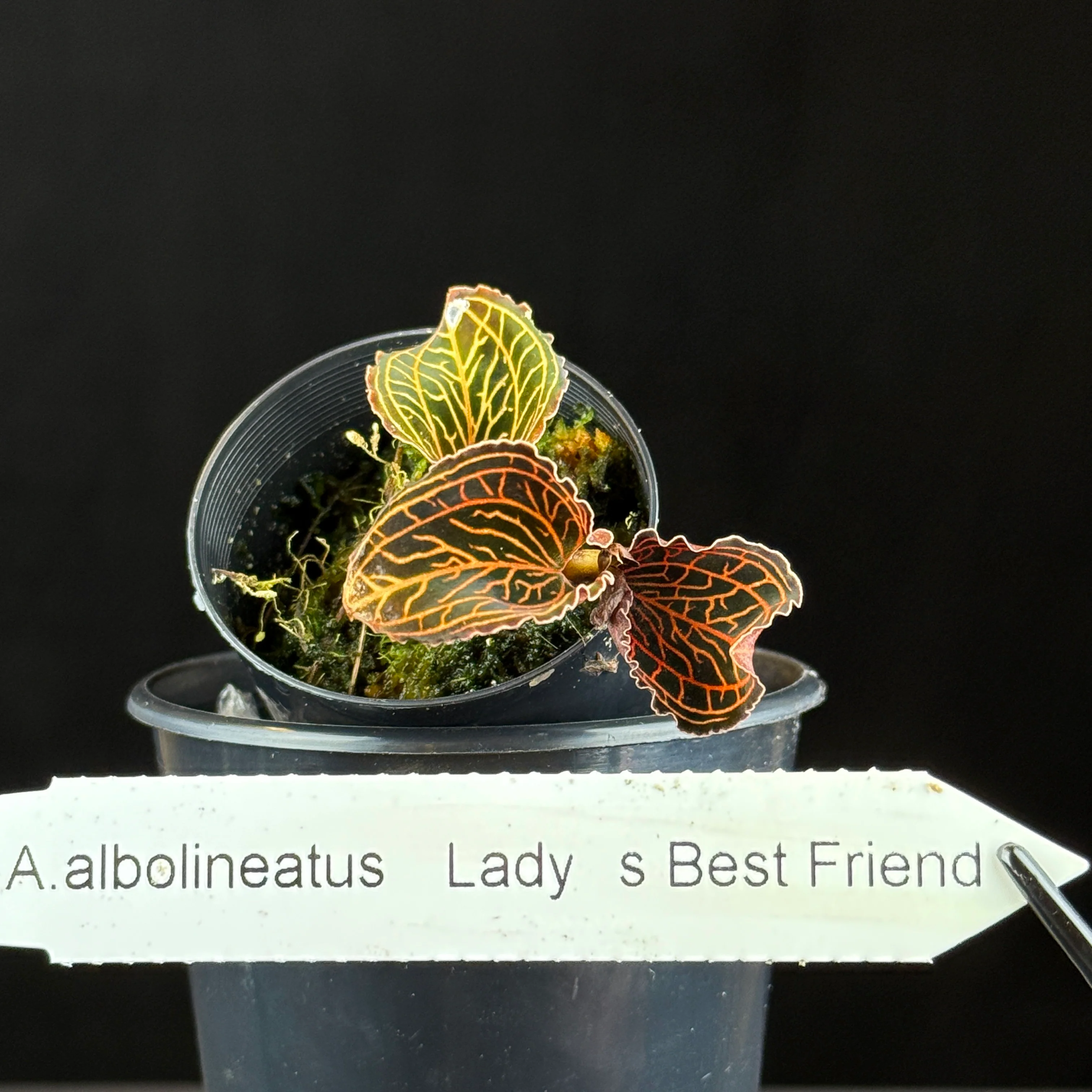 Anoectochilus albolineatus 'Lady's Best Friend' - Image 5