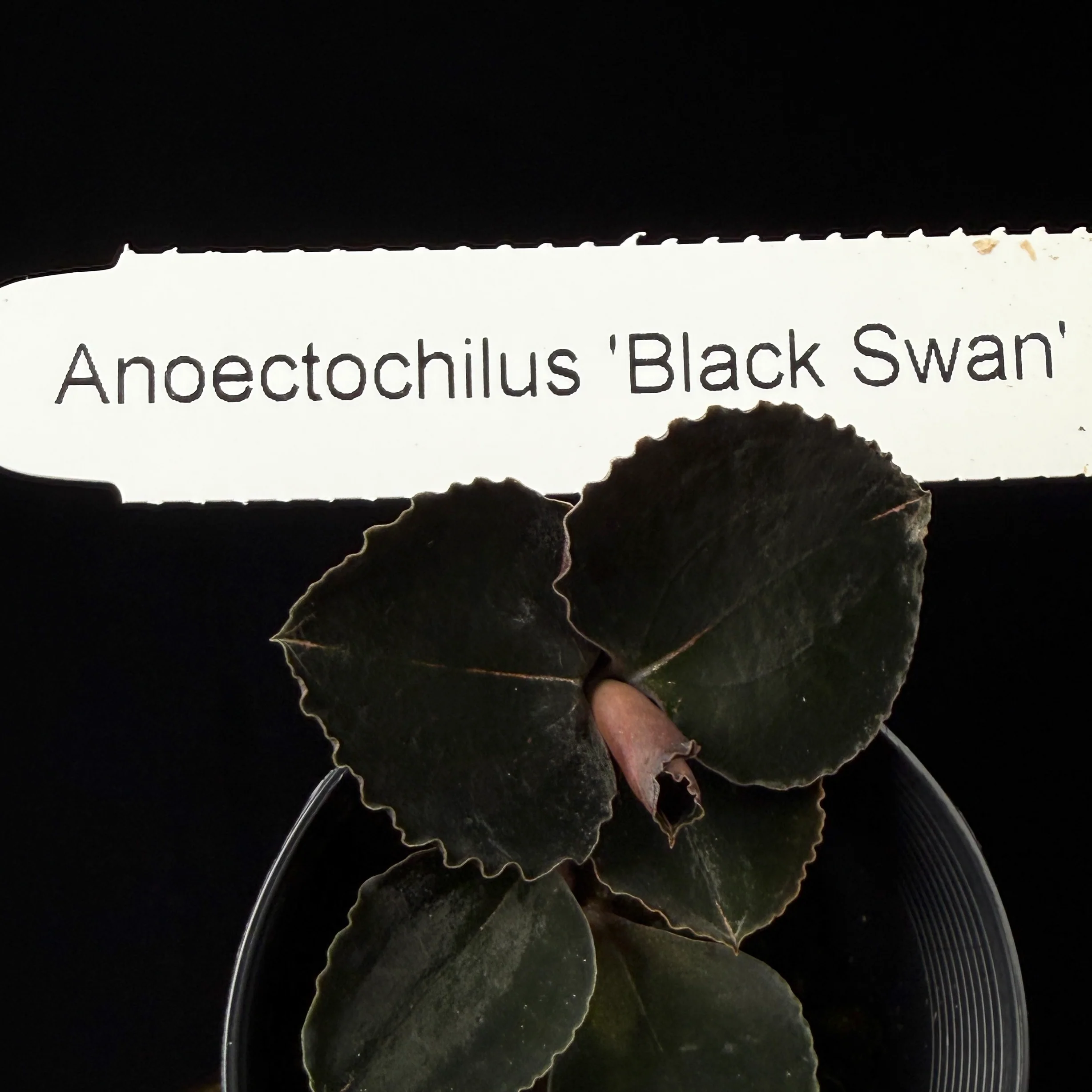 Anoectochilus 'Black Swan' - Image 3