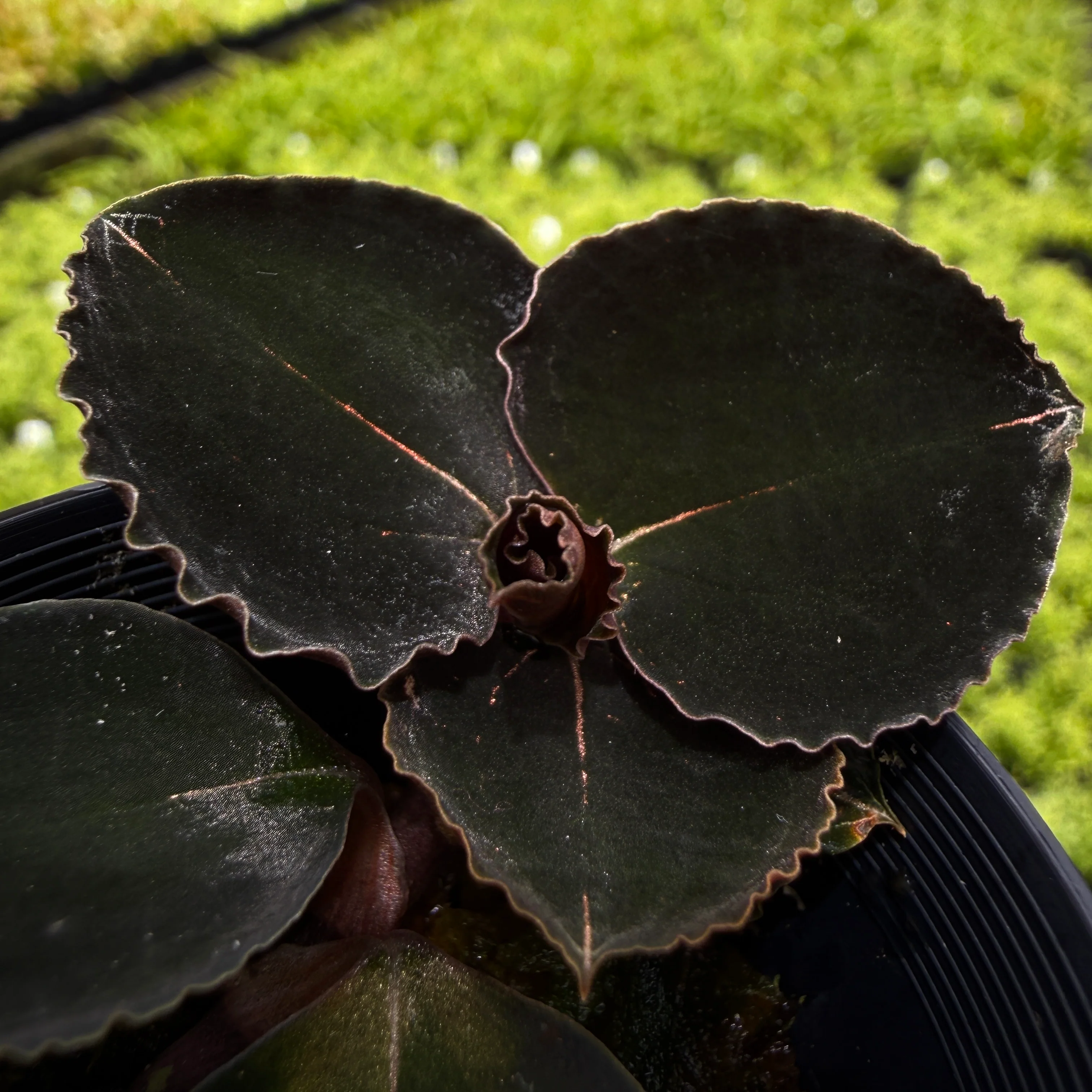 Anoectochilus 'Black Swan' - Image 4