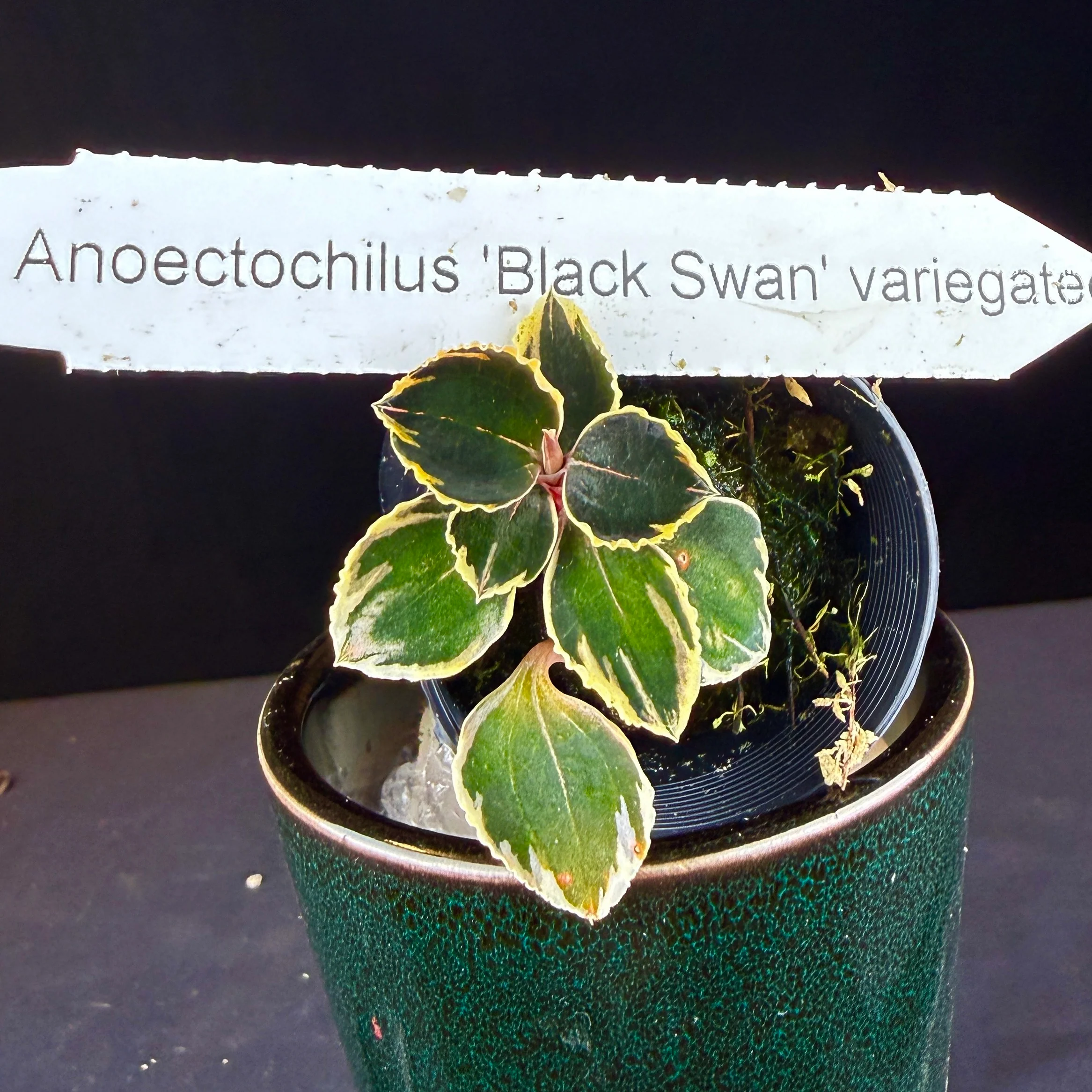 Anoectochilus 'Black Swan' variegated - Image 3