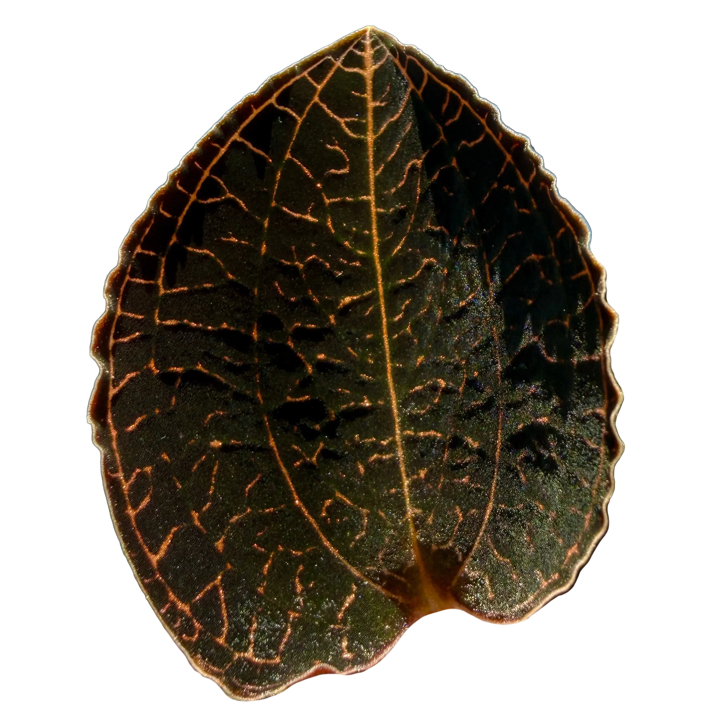 Anoectochilus 'Coarse Rod'