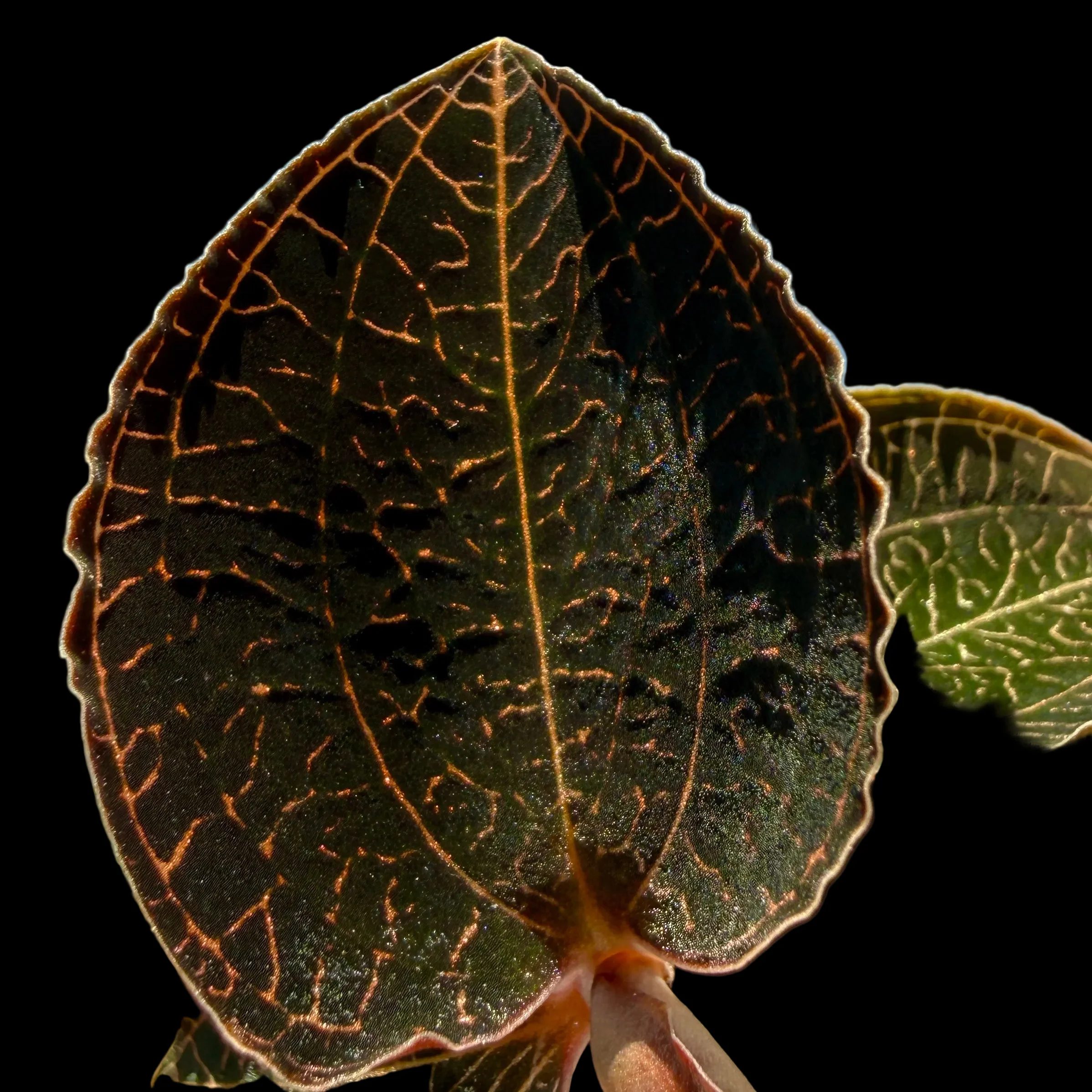 Anoectochilus 'Coarse Rod' - Image 2