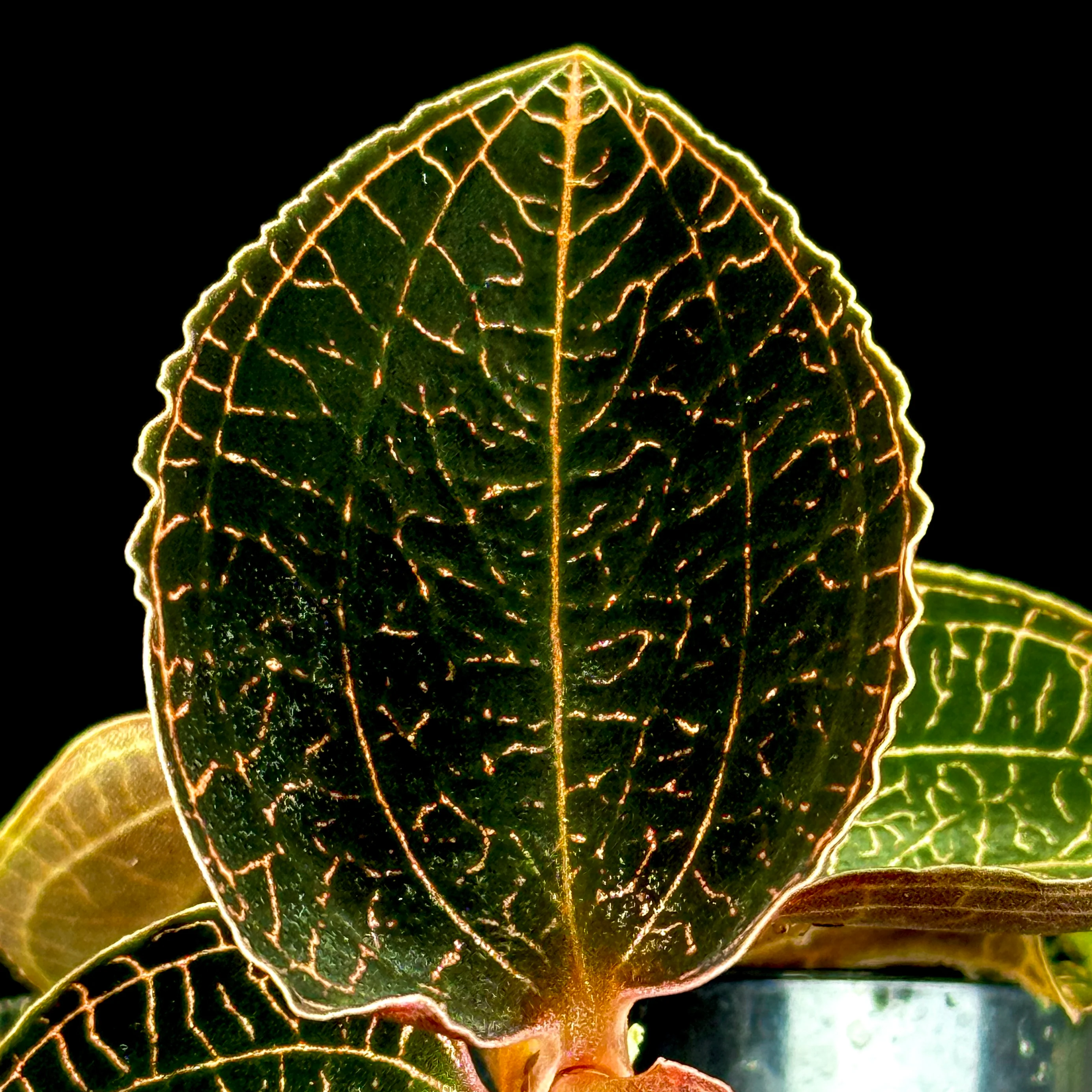 Anoectochilus 'Coarse Rod' - Image 3