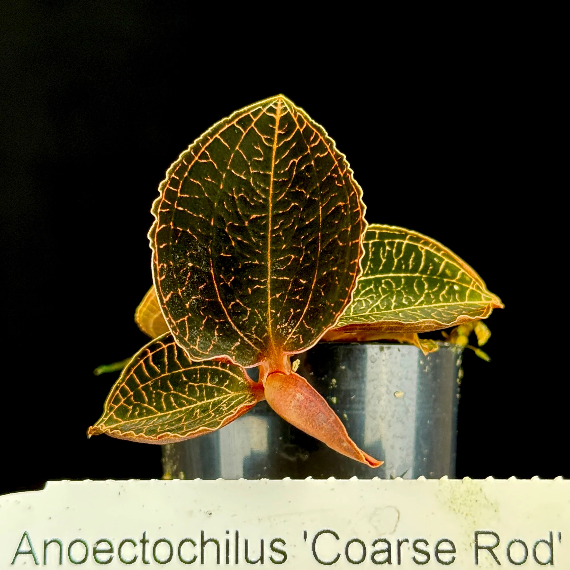 Anoectochilus 'Coarse Rod' - Image 4