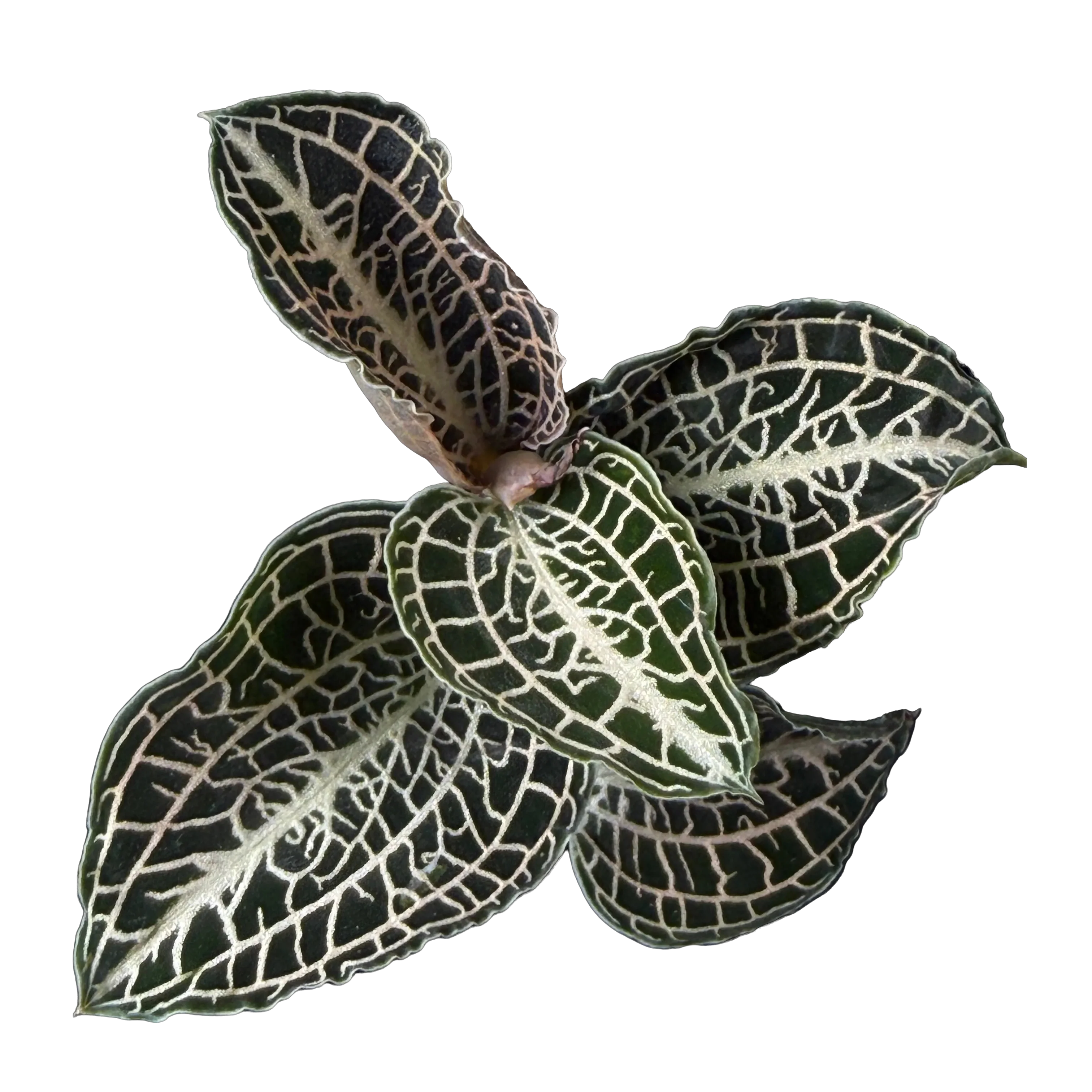 Anoectochilus hybrid 'Emerald Gold'