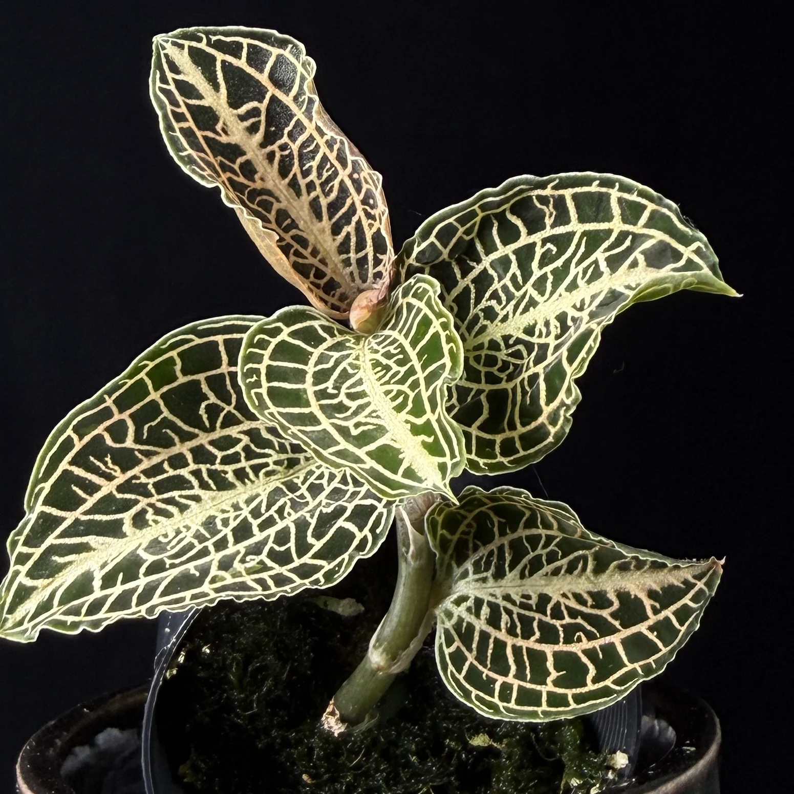 Anoectochilus hybrid 'Emerald Gold' - Image 2