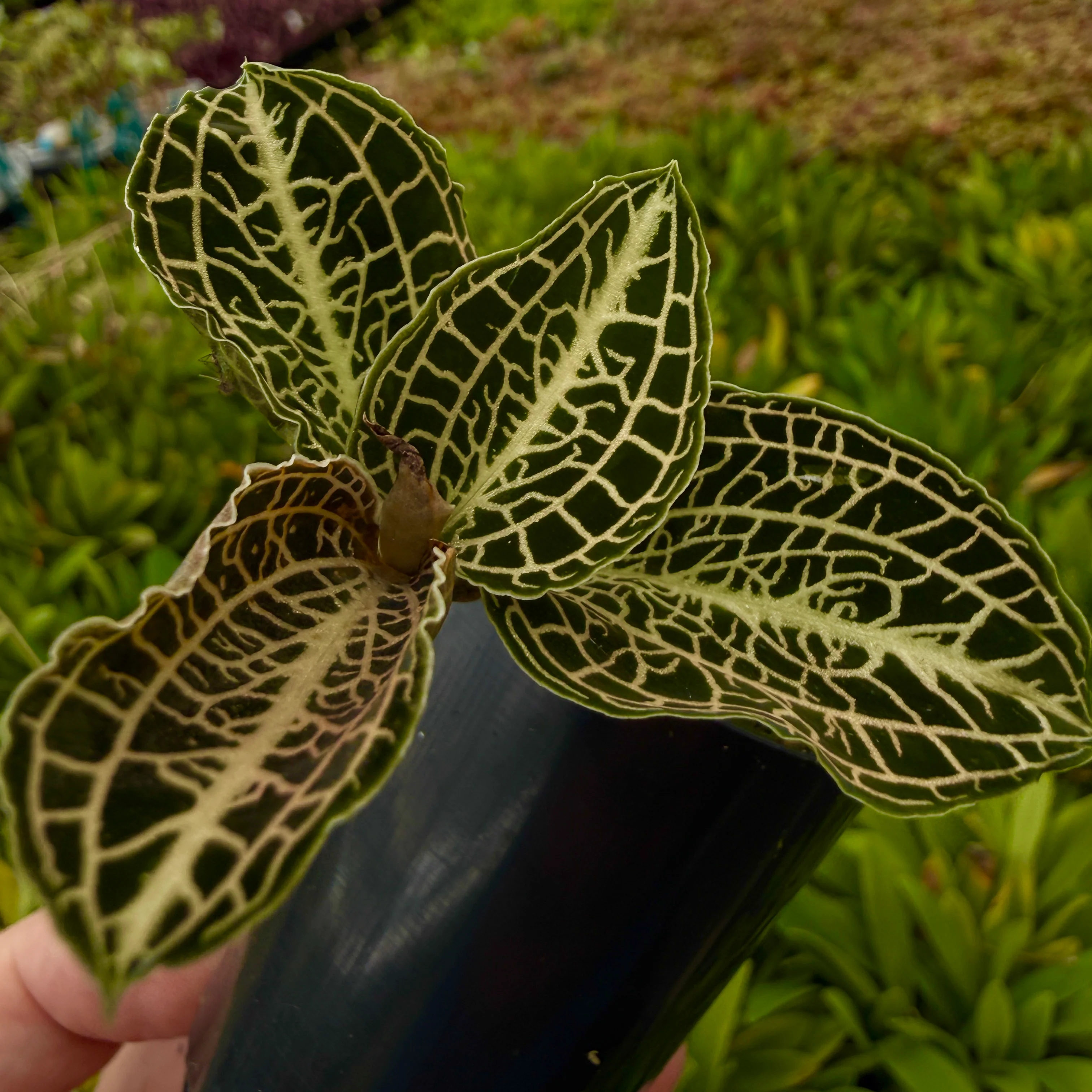 Anoectochilus hybrid 'Emerald Gold' - Image 3