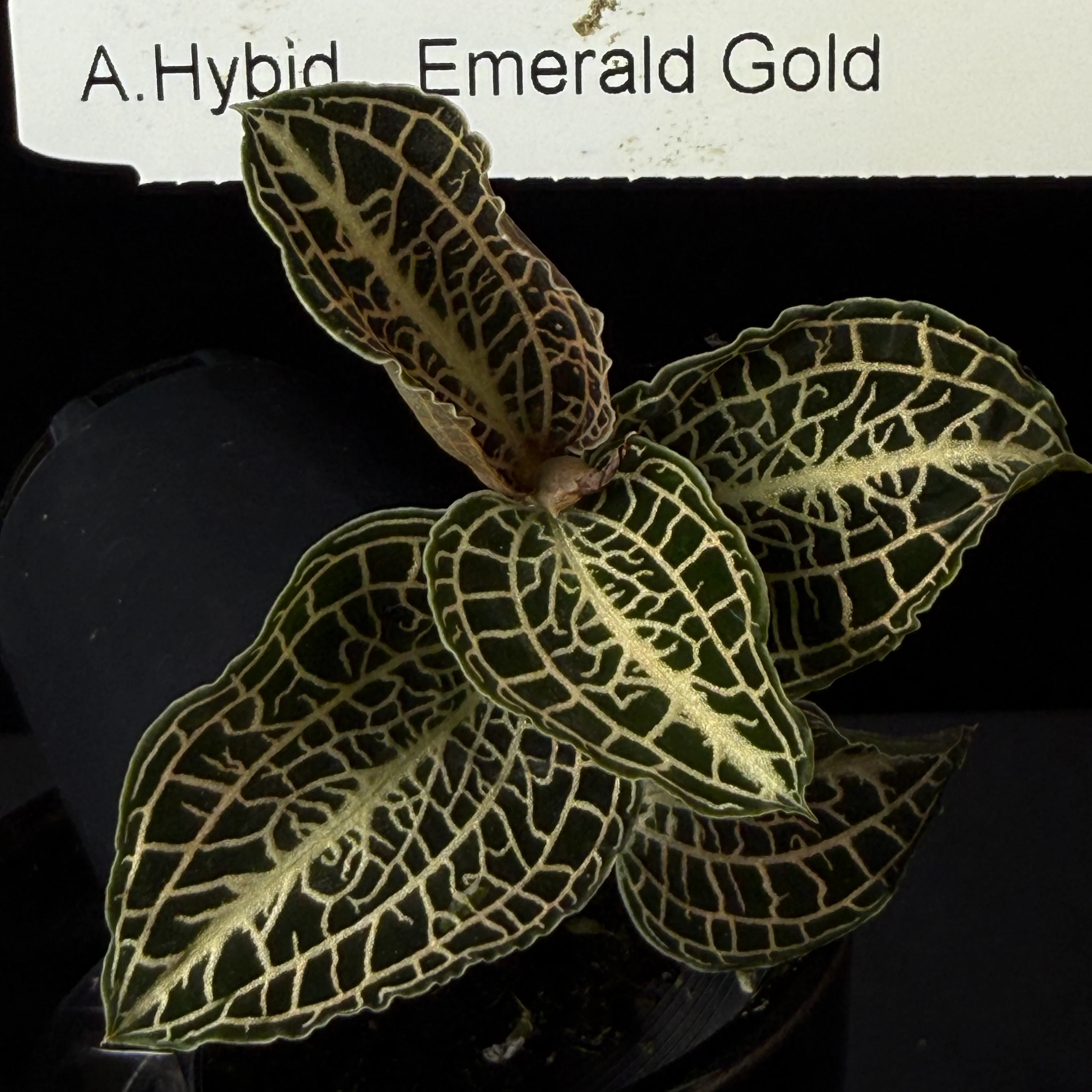 Anoectochilus hybrid 'Emerald Gold' - Image 4