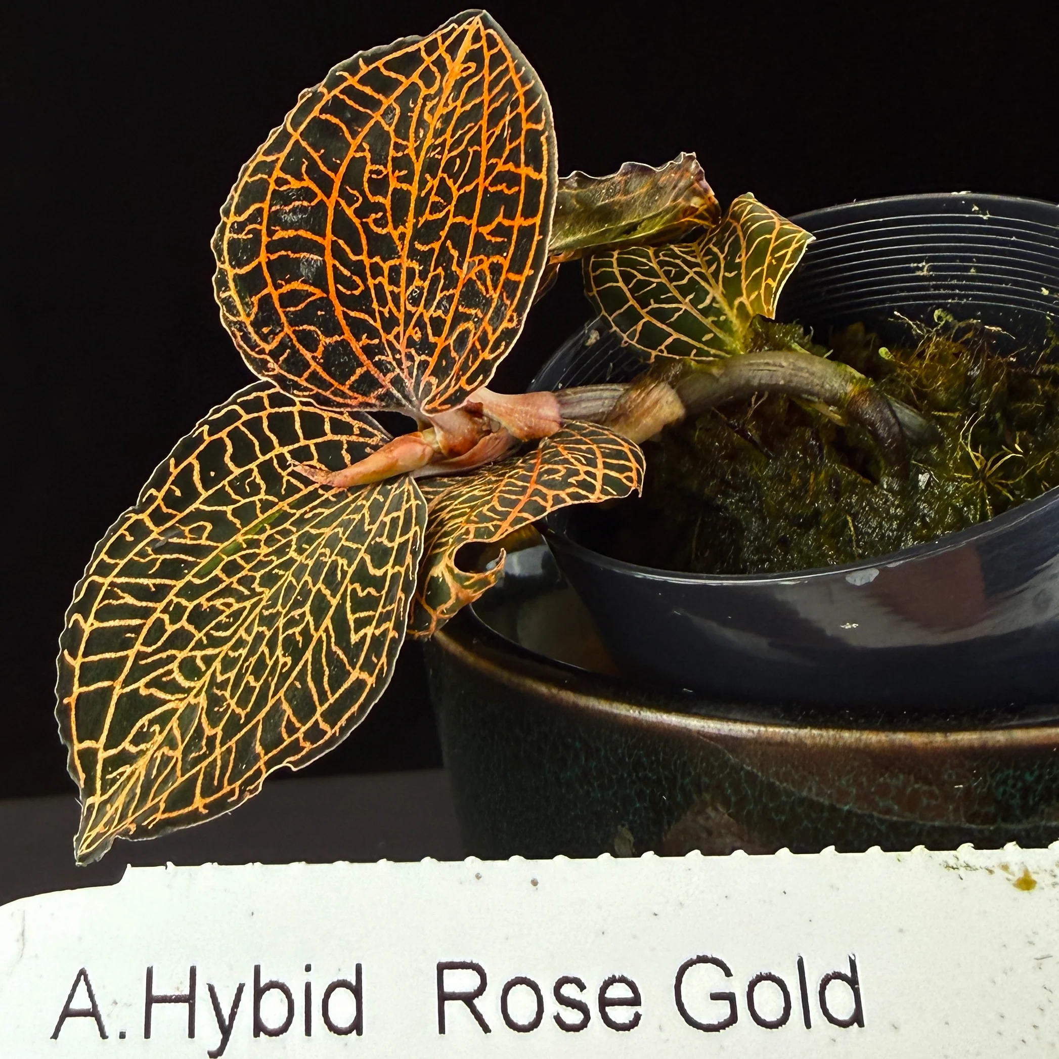 Anoectochilus hybrid 'Rose Gold' - Image 3