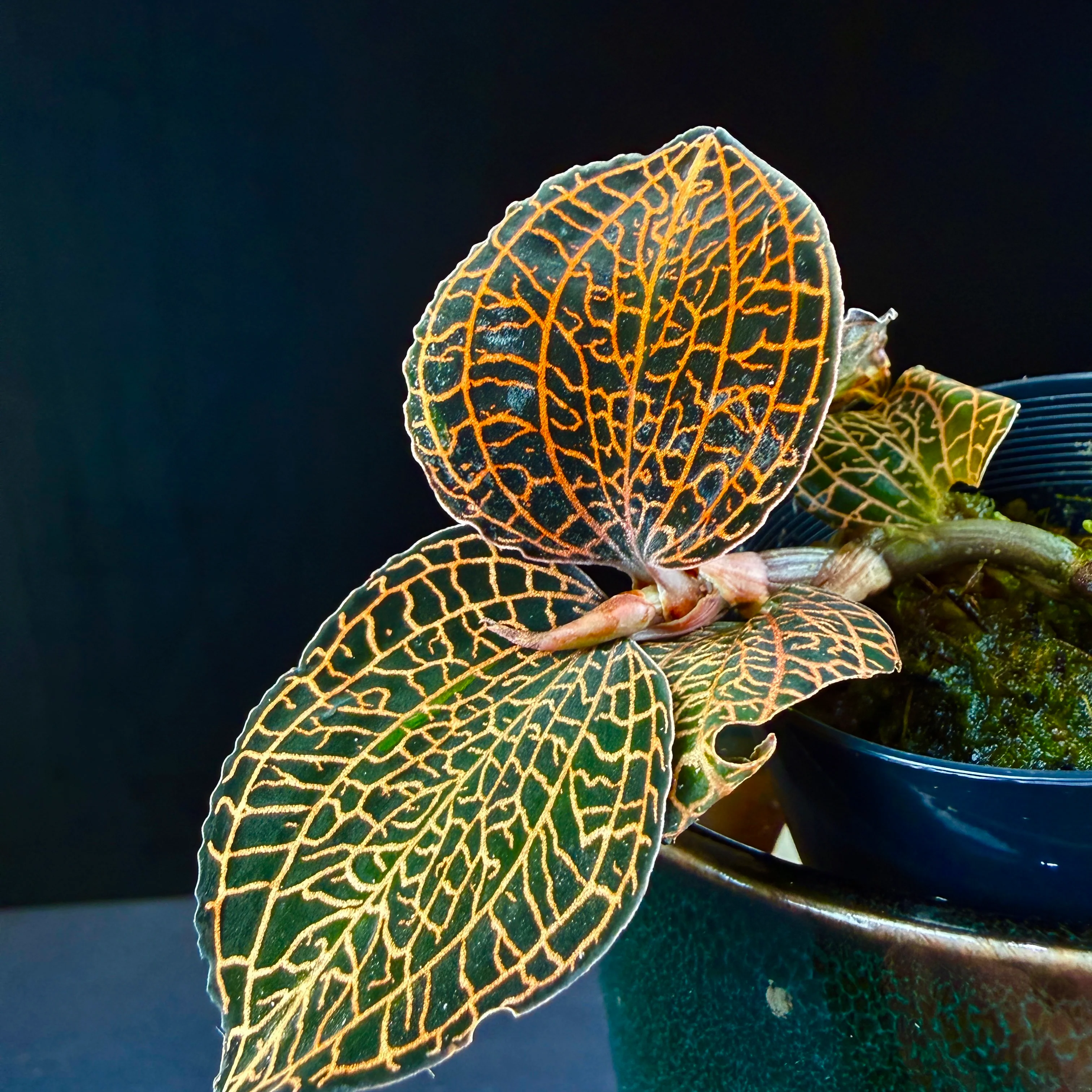 Anoectochilus hybrid 'Rose Gold' - Image 4