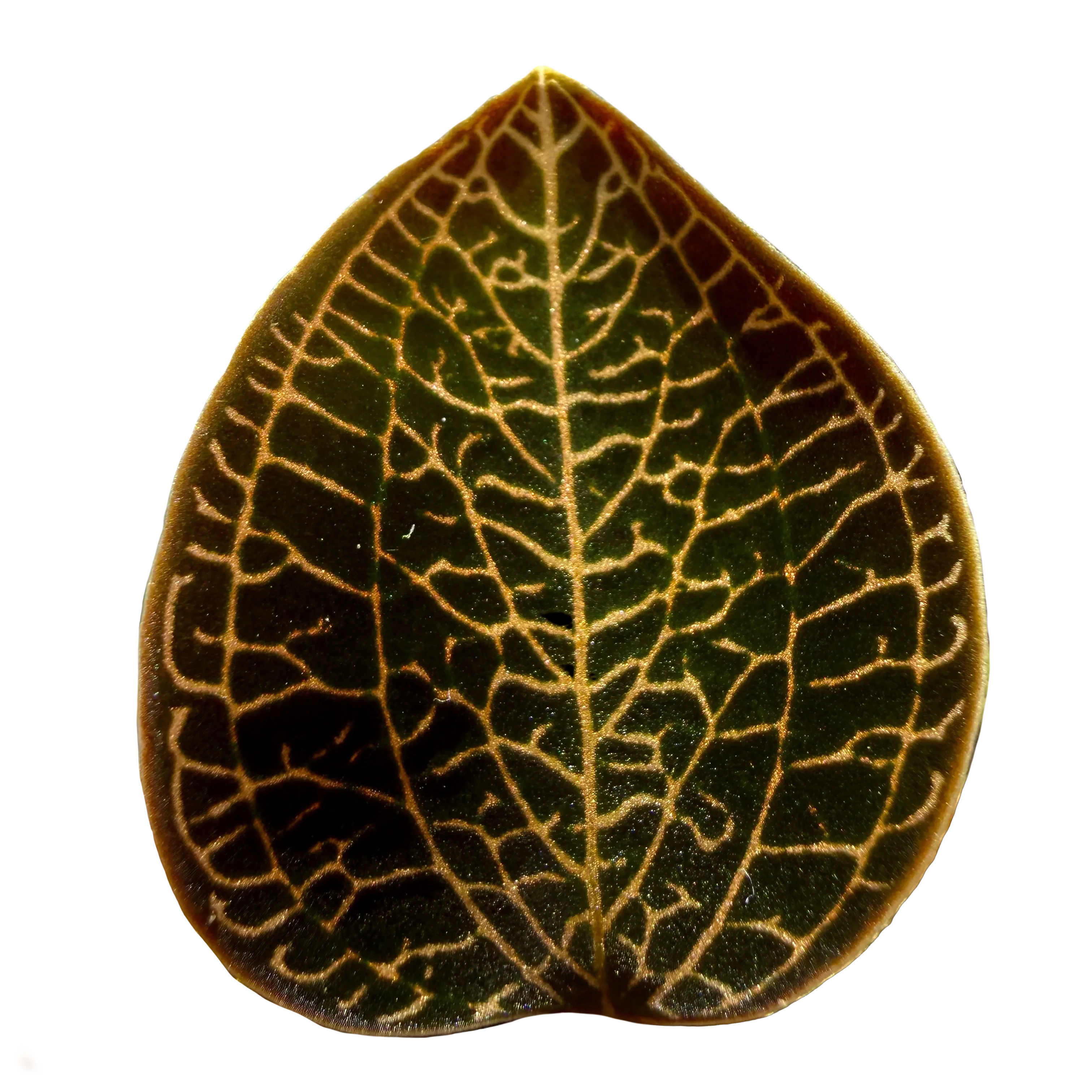 Anoectochilus 'Leaf Tip #49'