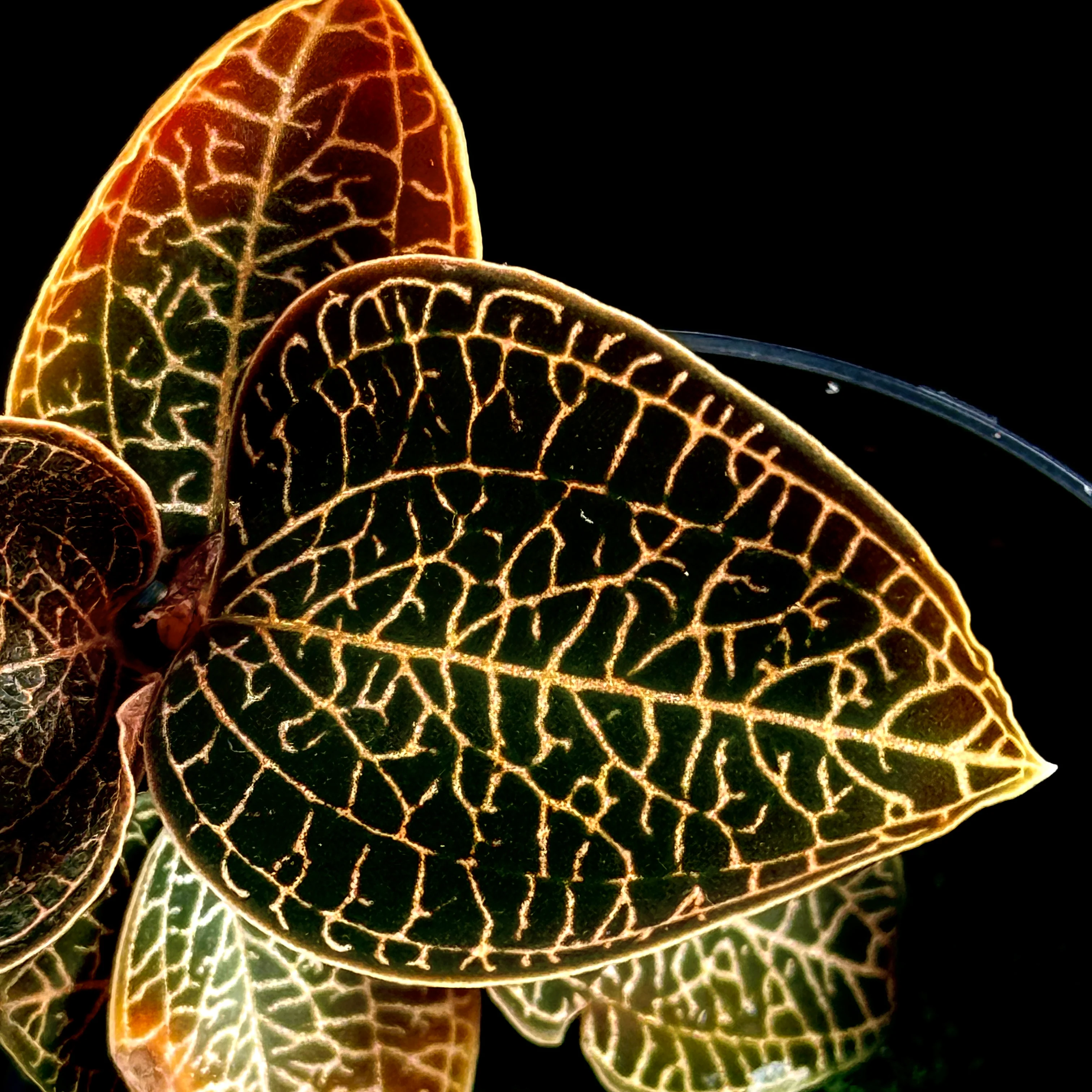 Anoectochilus 'Leaf Tip #49' - Image 2