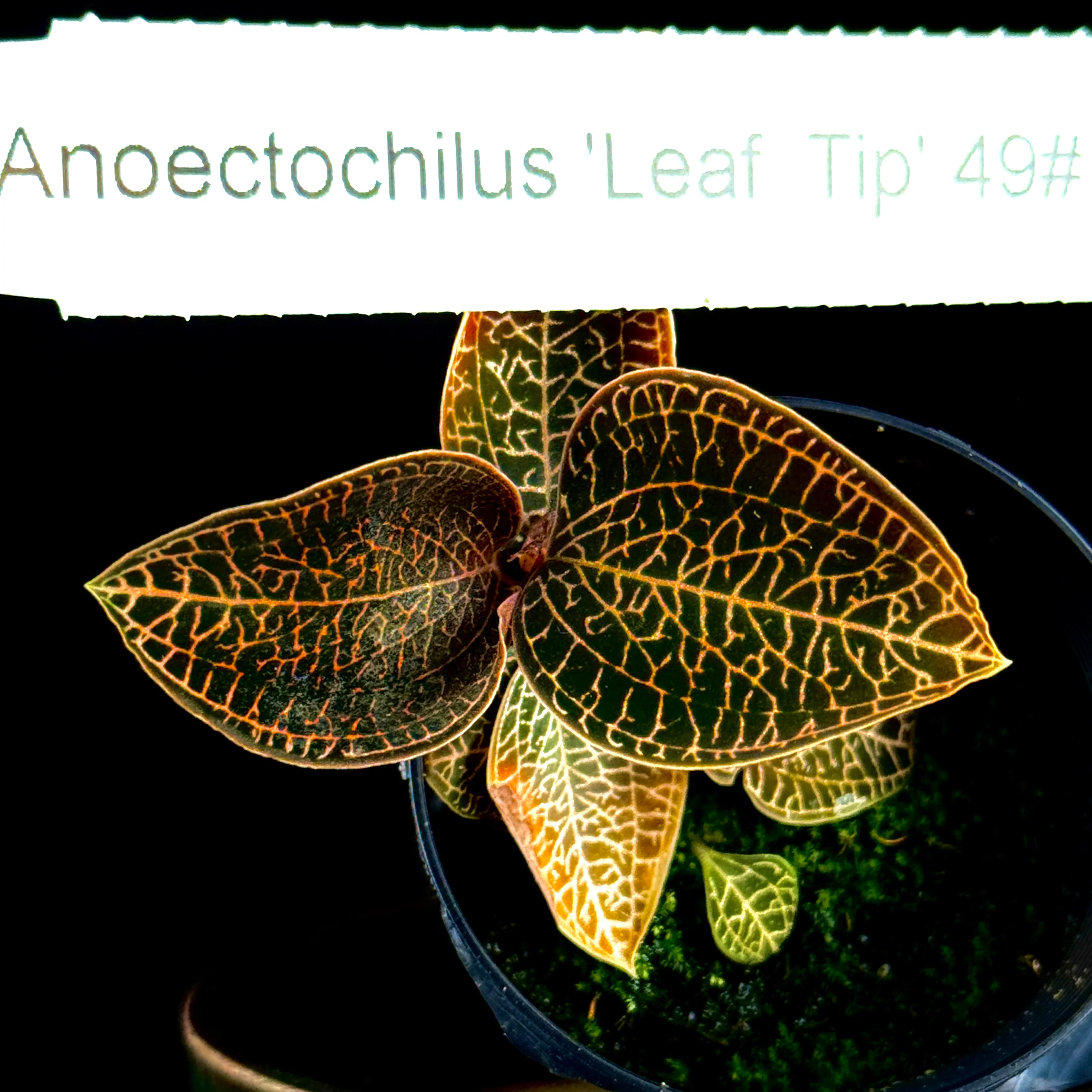 Anoectochilus 'Leaf Tip #49' - Image 3