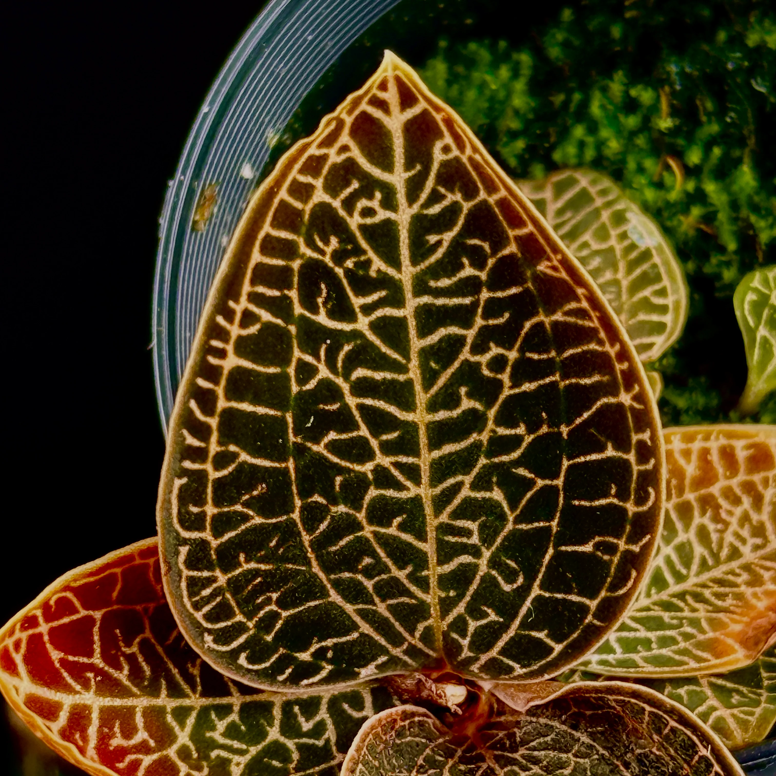 Anoectochilus 'Leaf Tip #49' - Image 4