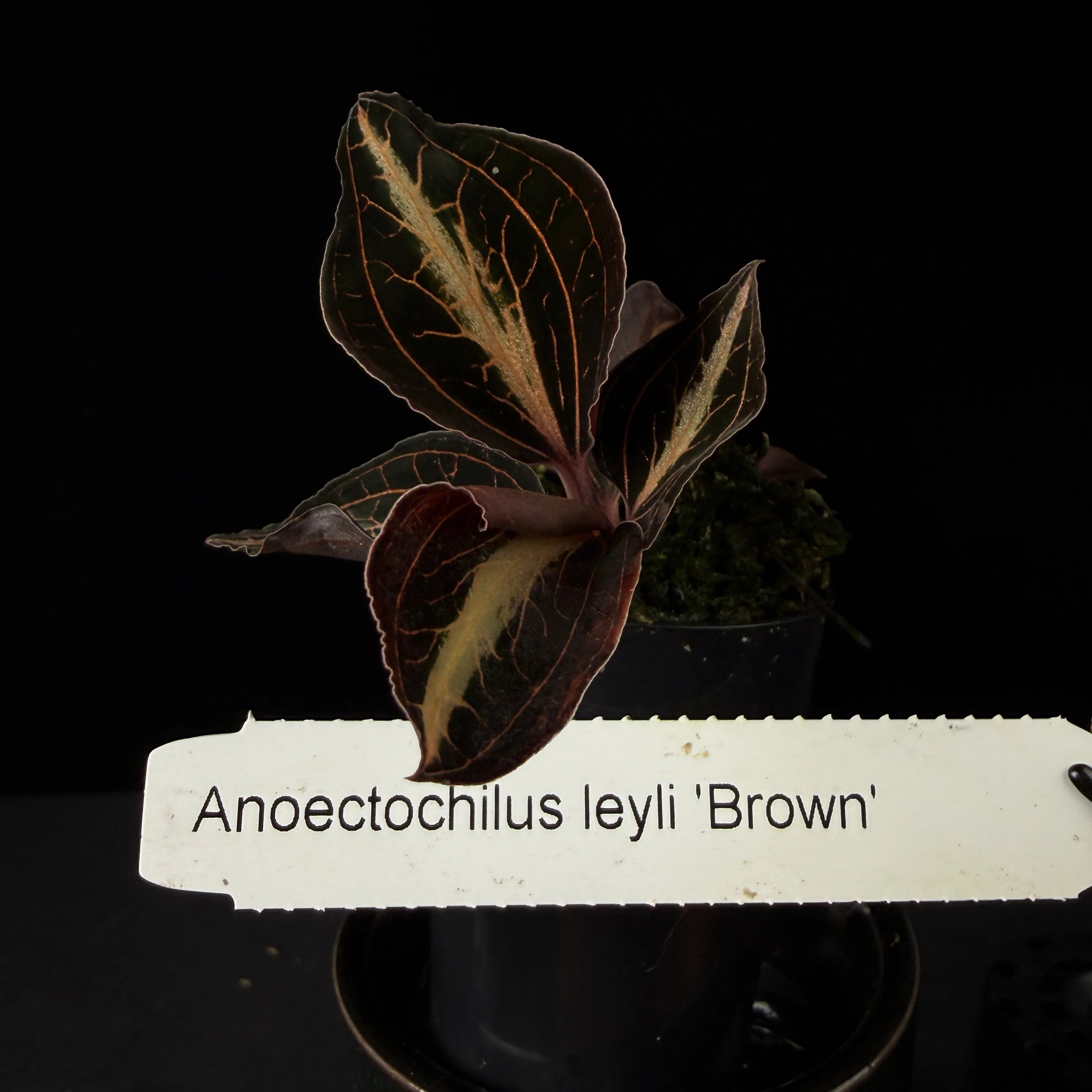 Anoectochilus lylei 'Brown' - Image 3