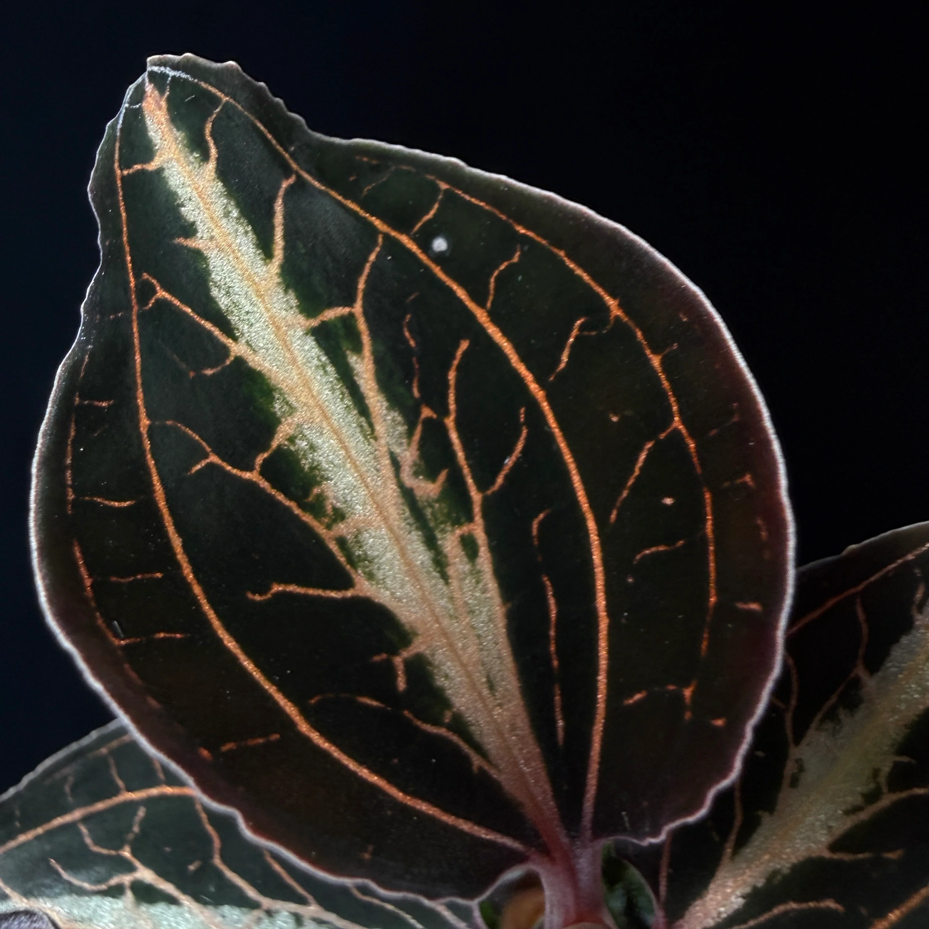 Anoectochilus lylei 'Brown' - Image 4