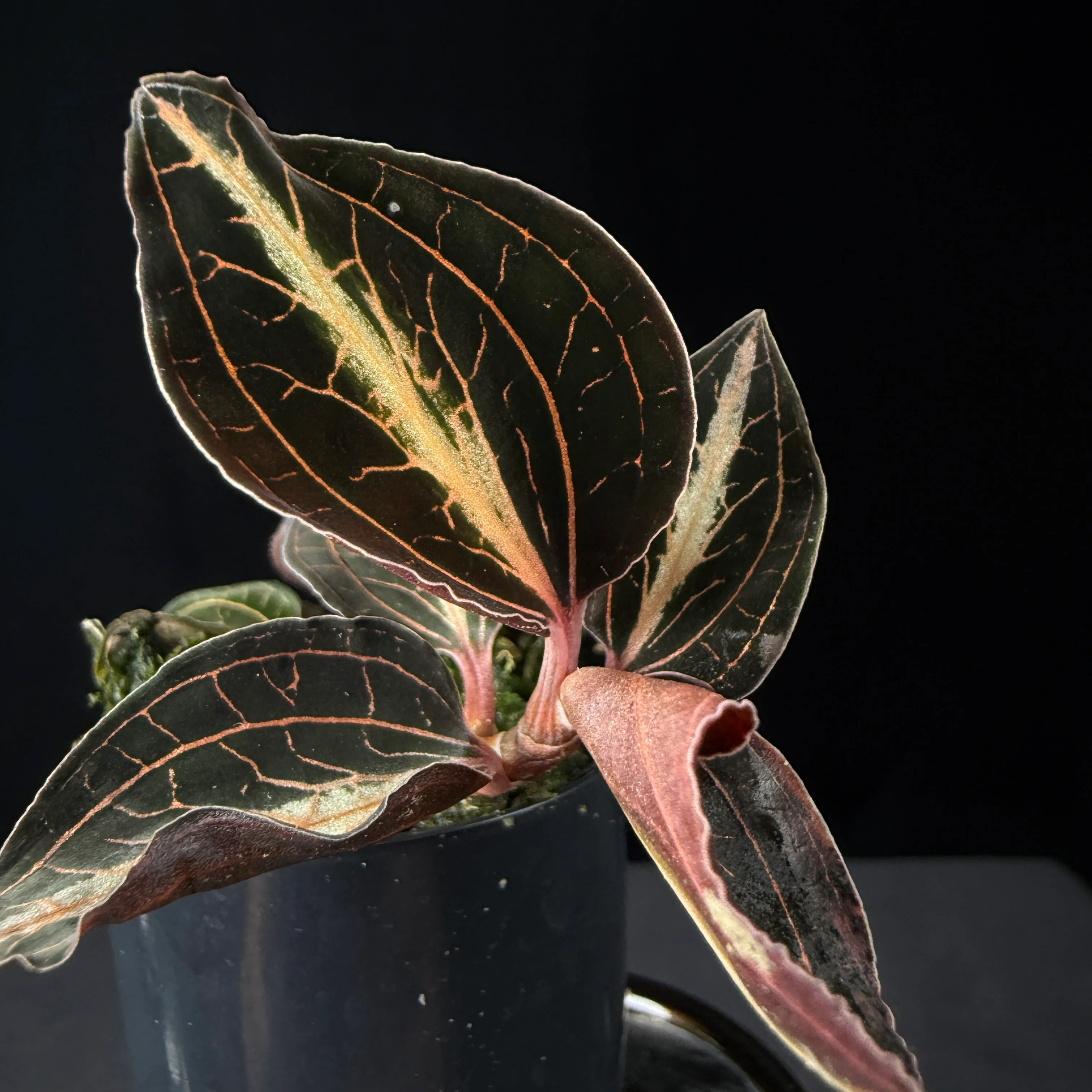 Anoectochilus lylei 'Brown' - Image 5