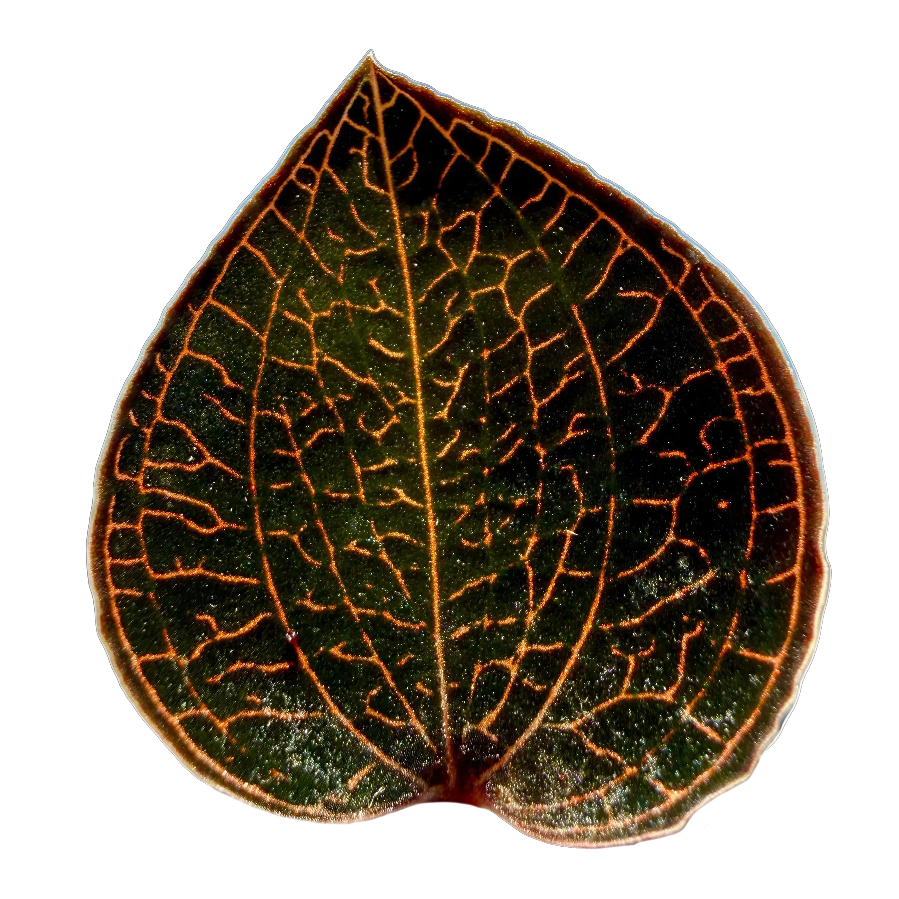 Anoectochilus 'Red Clouds'