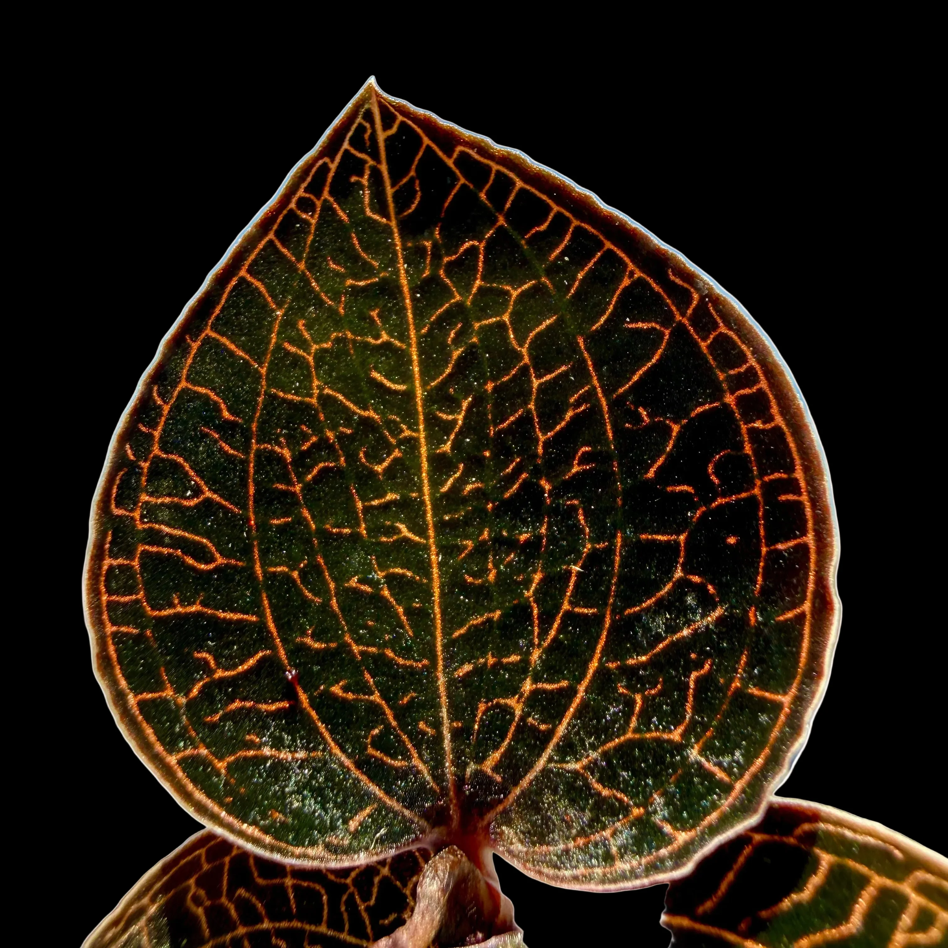 Anoectochilus 'Red Clouds' - Image 2