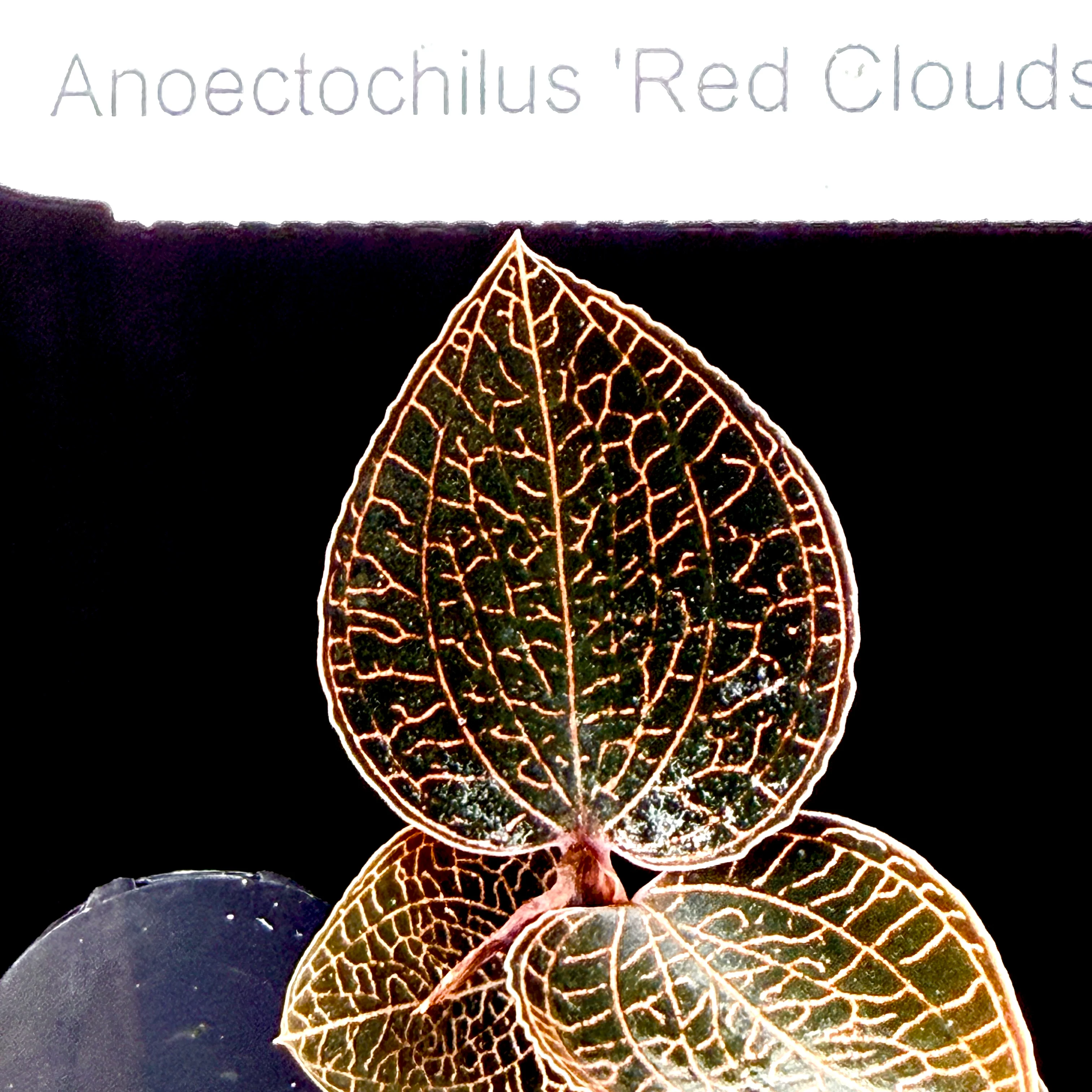 Anoectochilus 'Red Clouds' - Image 3