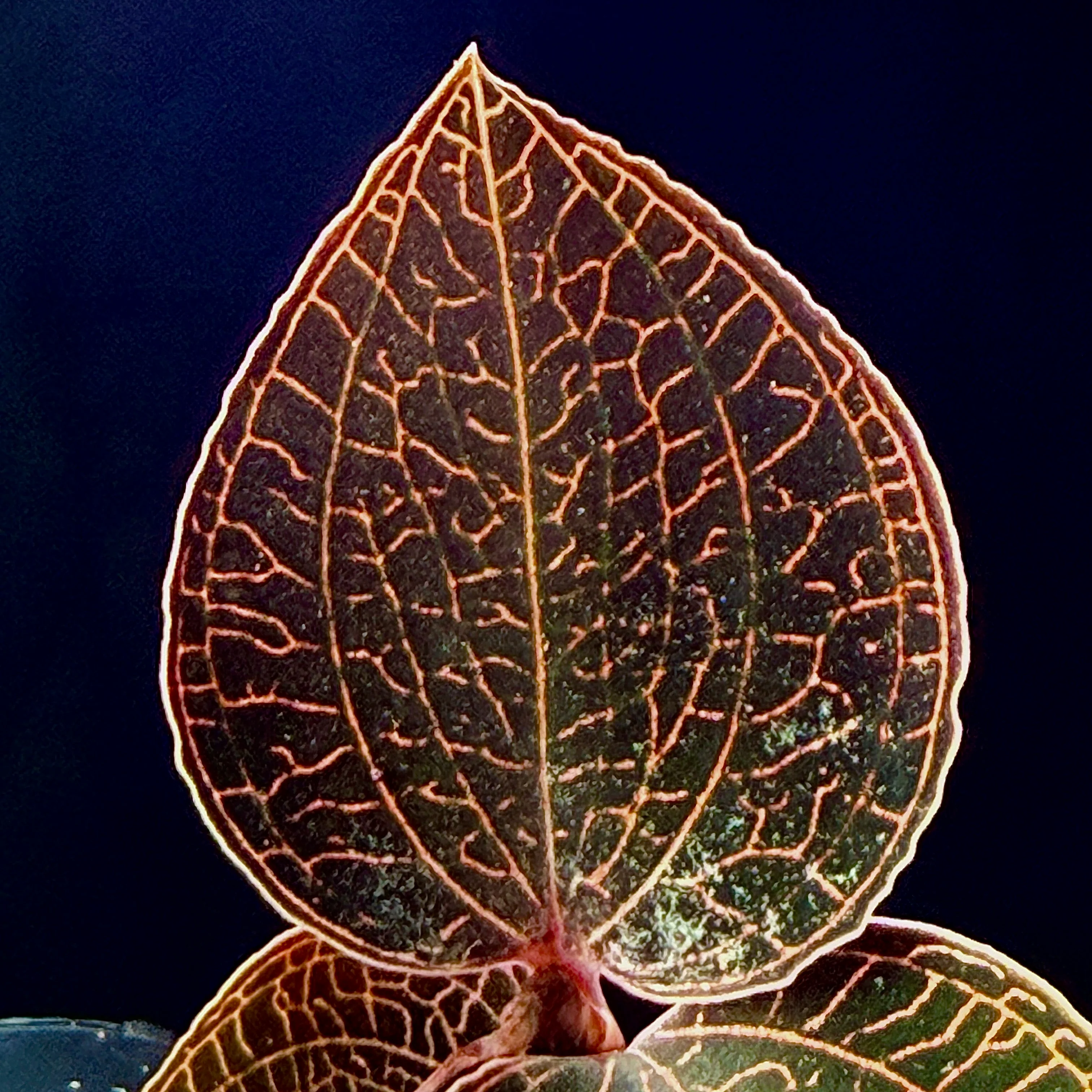 Anoectochilus 'Red Clouds' - Image 4