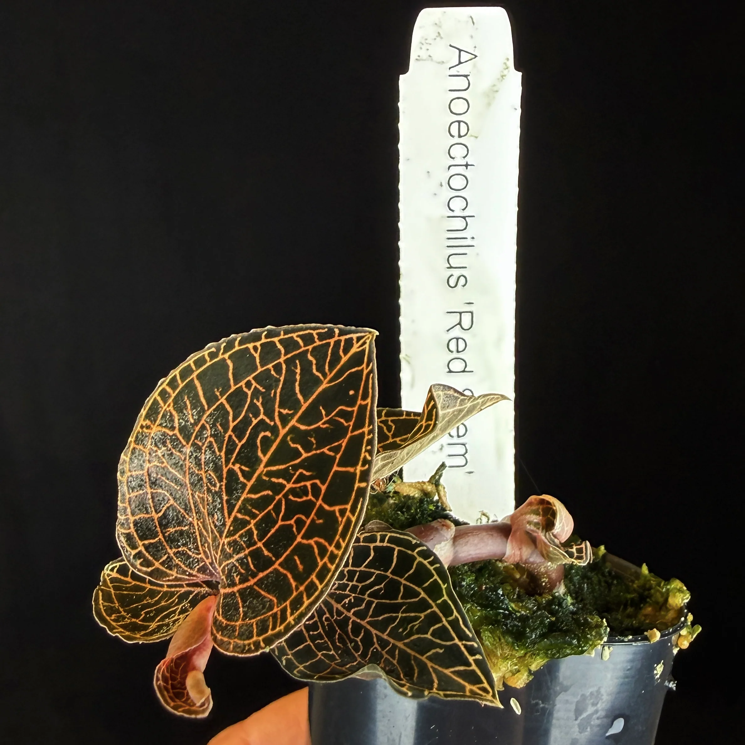 Anoectochilus 'Red Stem' - Image 3