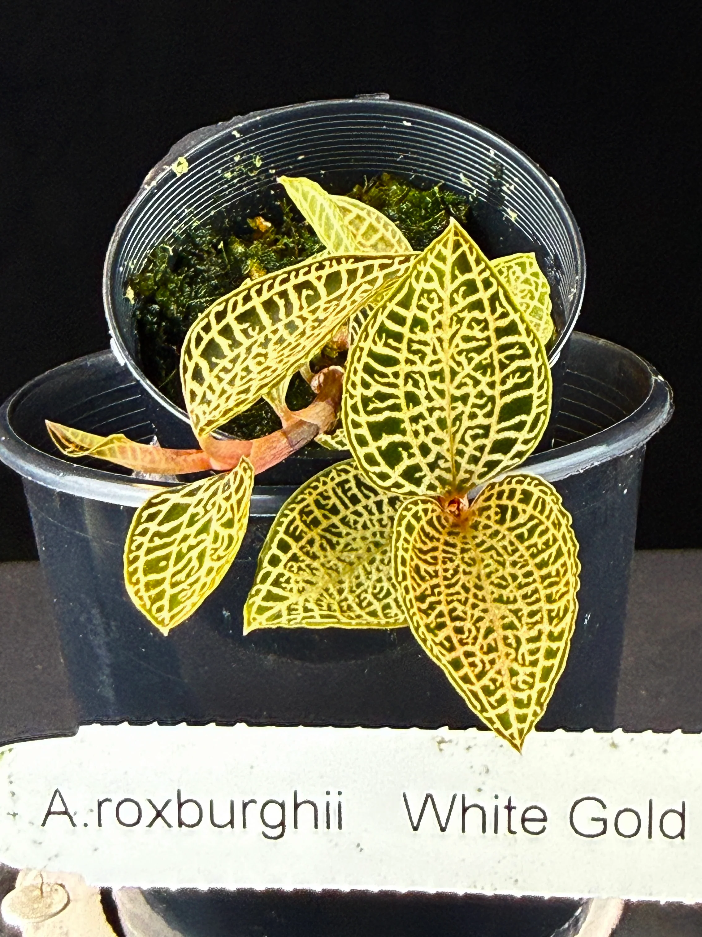 Anoectochilus roxburghii 'White Gold' - Image 3