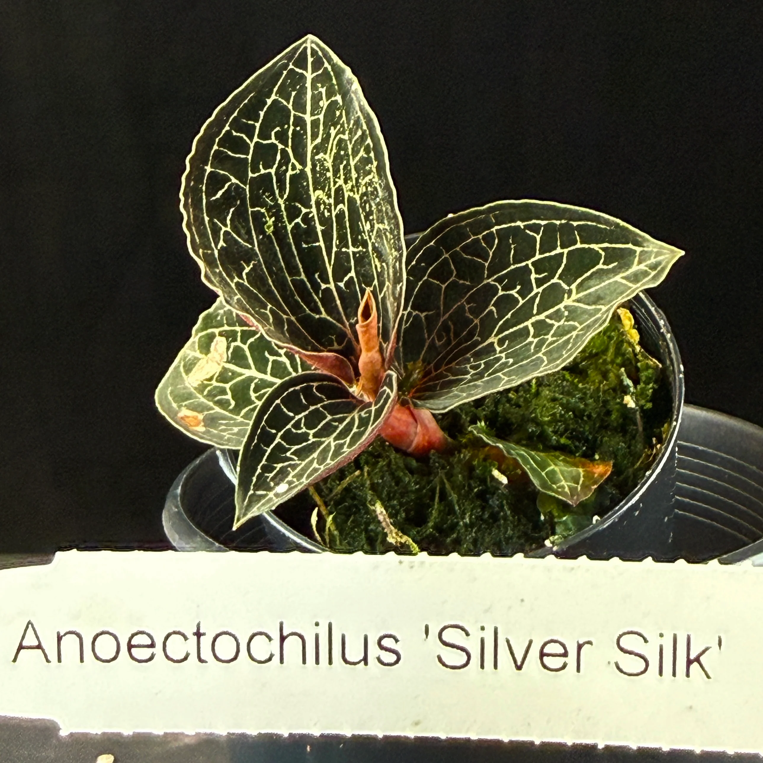 Anoectochilus 'Silver Silk' - Image 3