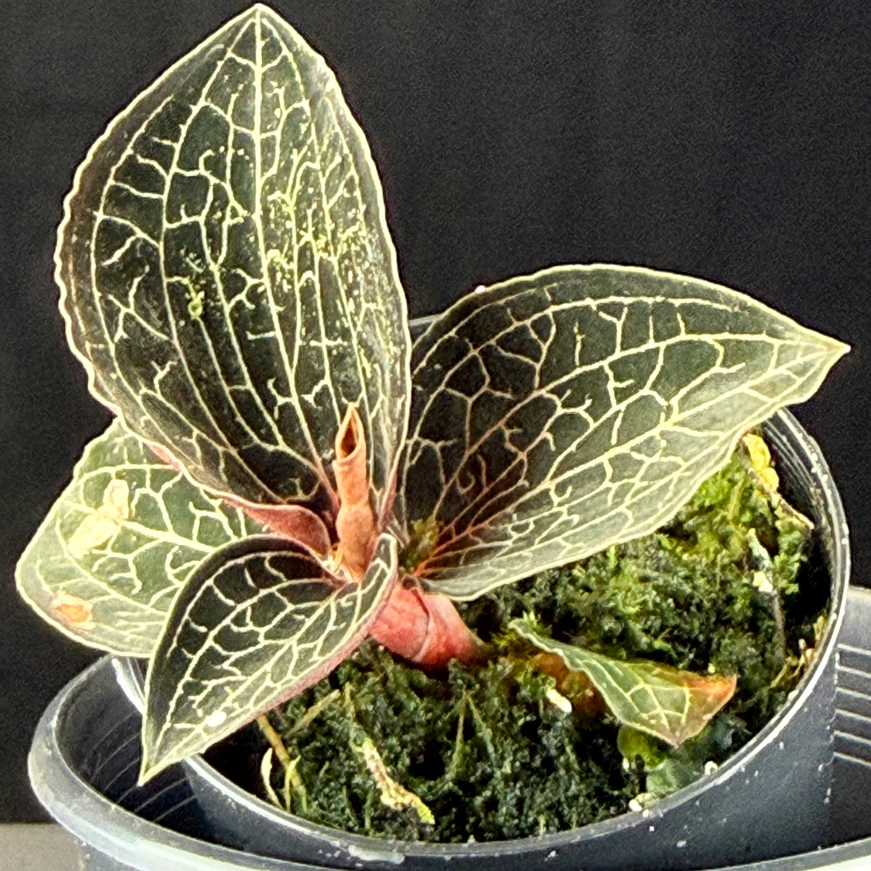 Anoectochilus 'Silver Silk' - Image 4