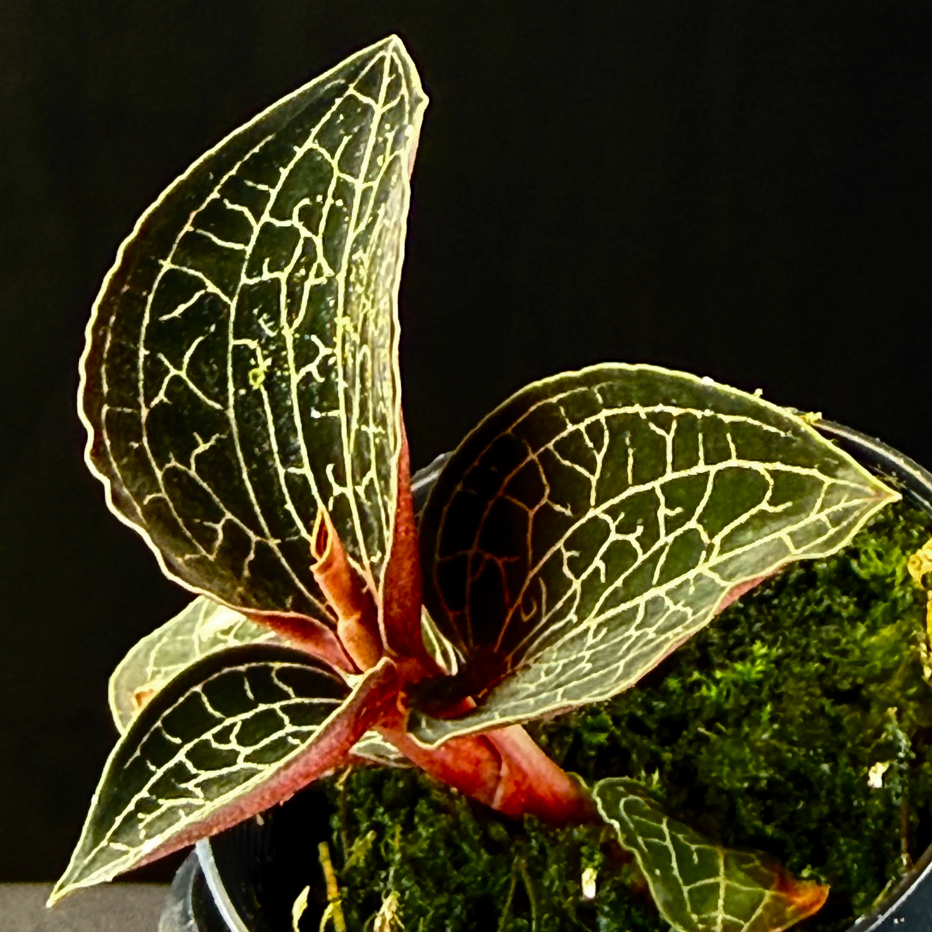 Anoectochilus 'Silver Silk' - Image 5