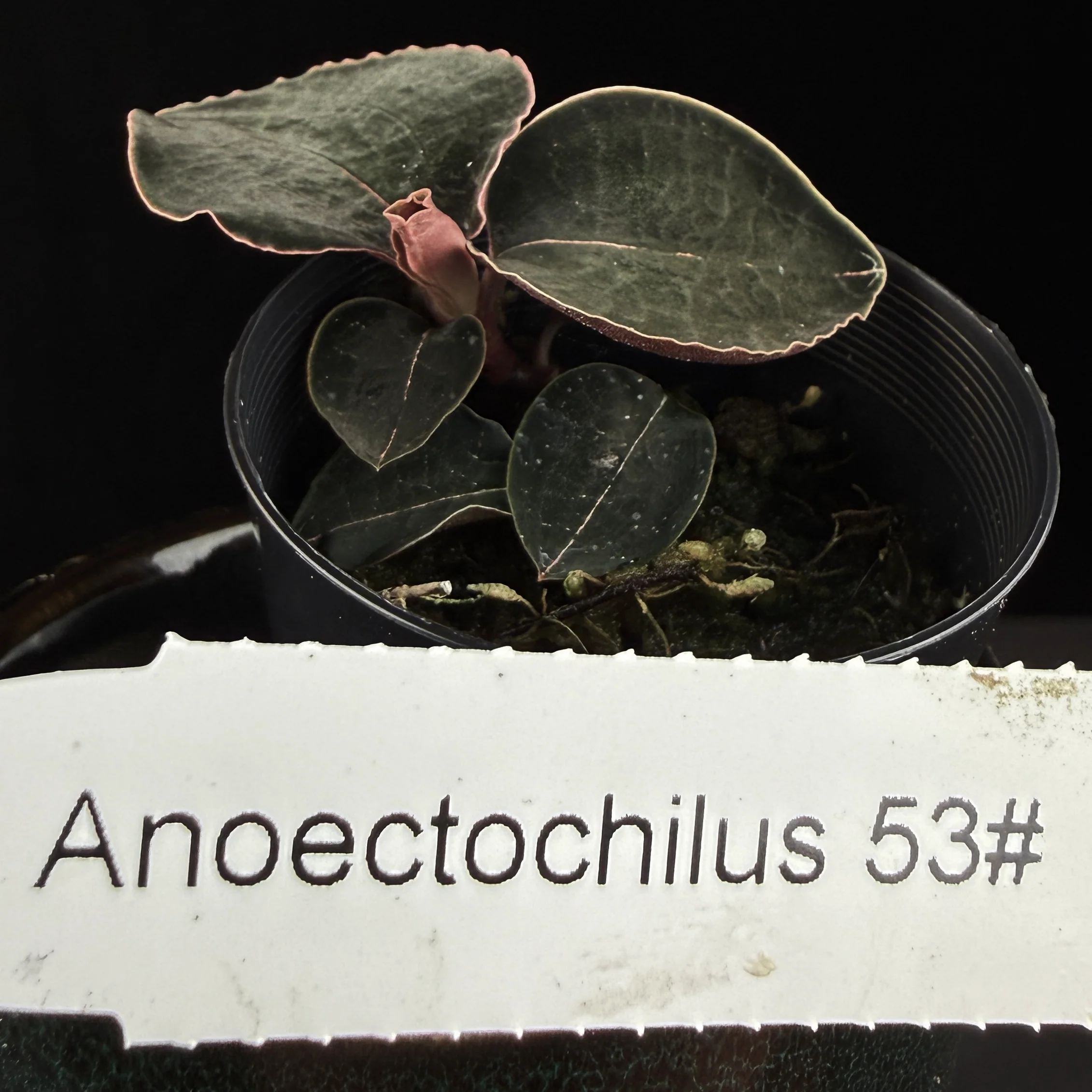 Anoectochilus sp. #53 - Image 3
