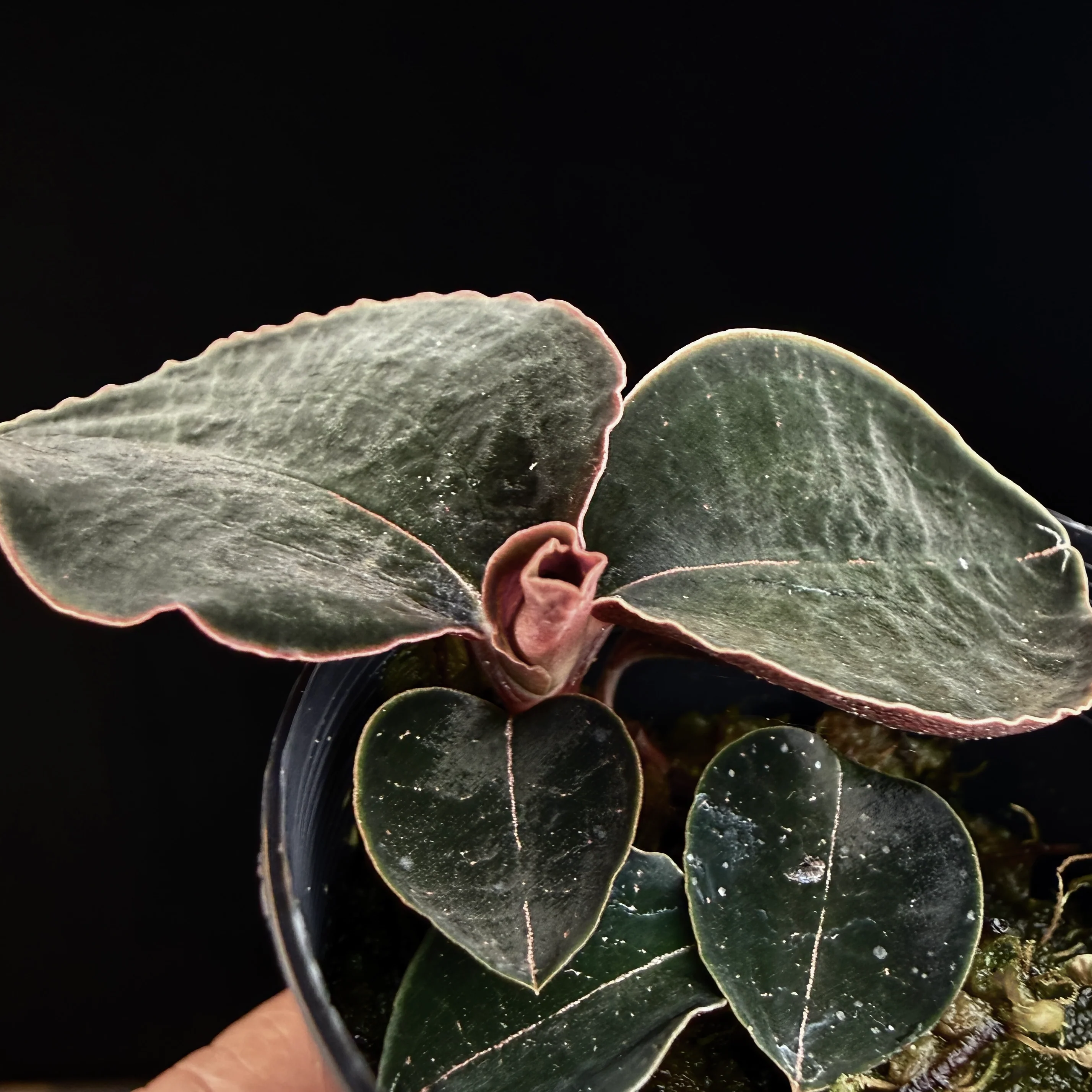Anoectochilus sp. #53 - Image 4