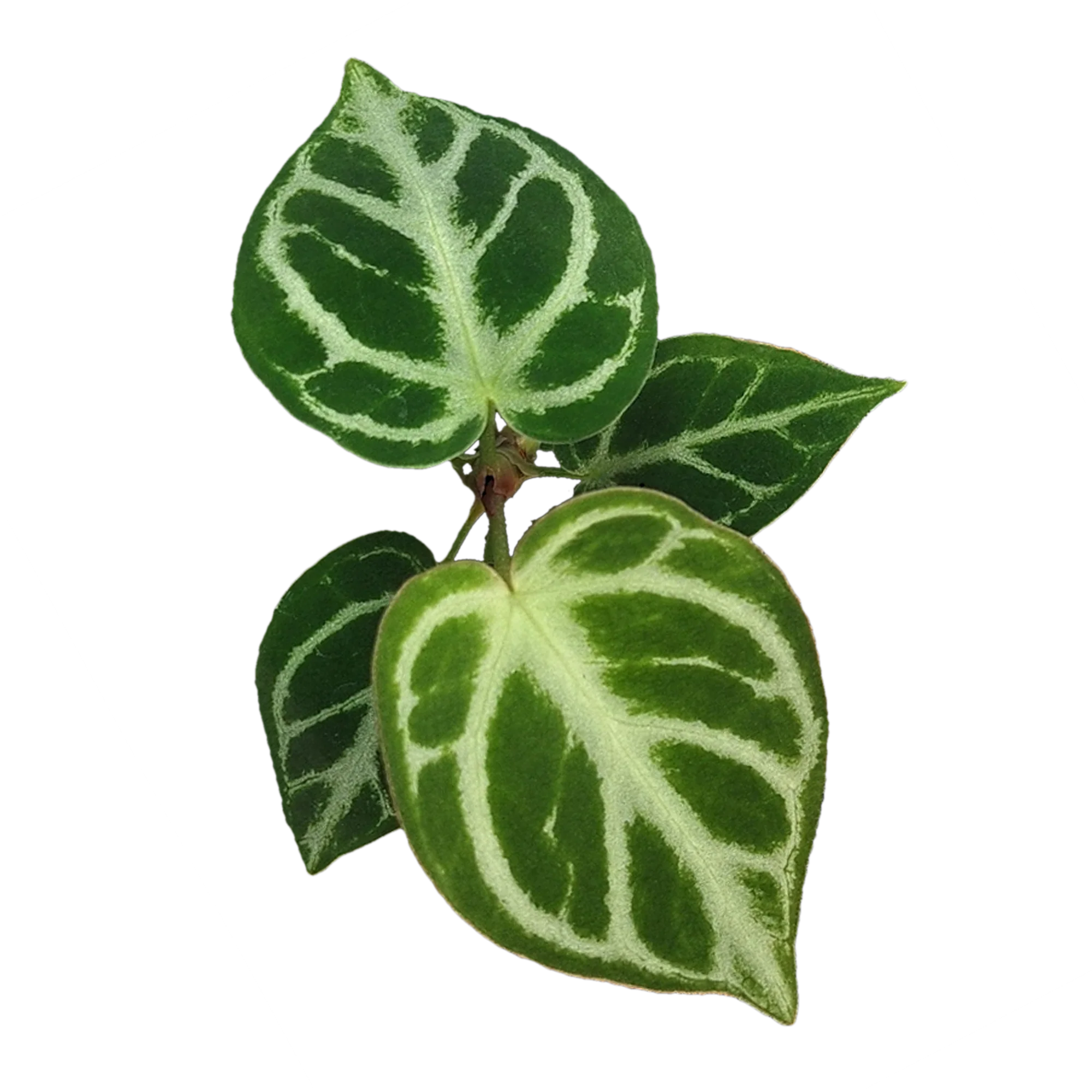 Anthurium crystallinum 'Dorayaki' - Image 3