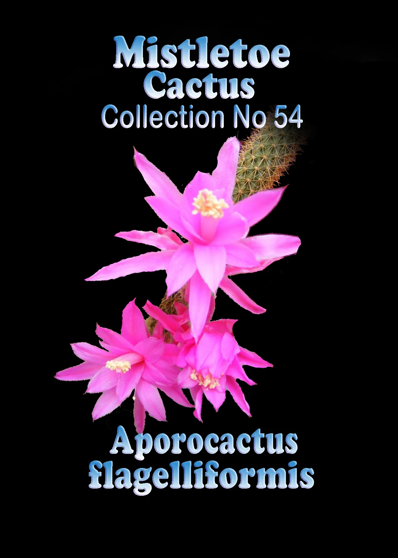 Aporocactus flagelliformis (syn. Disocactus) - Rat Tail Cactus - Mistletoe Cactus - Image 2