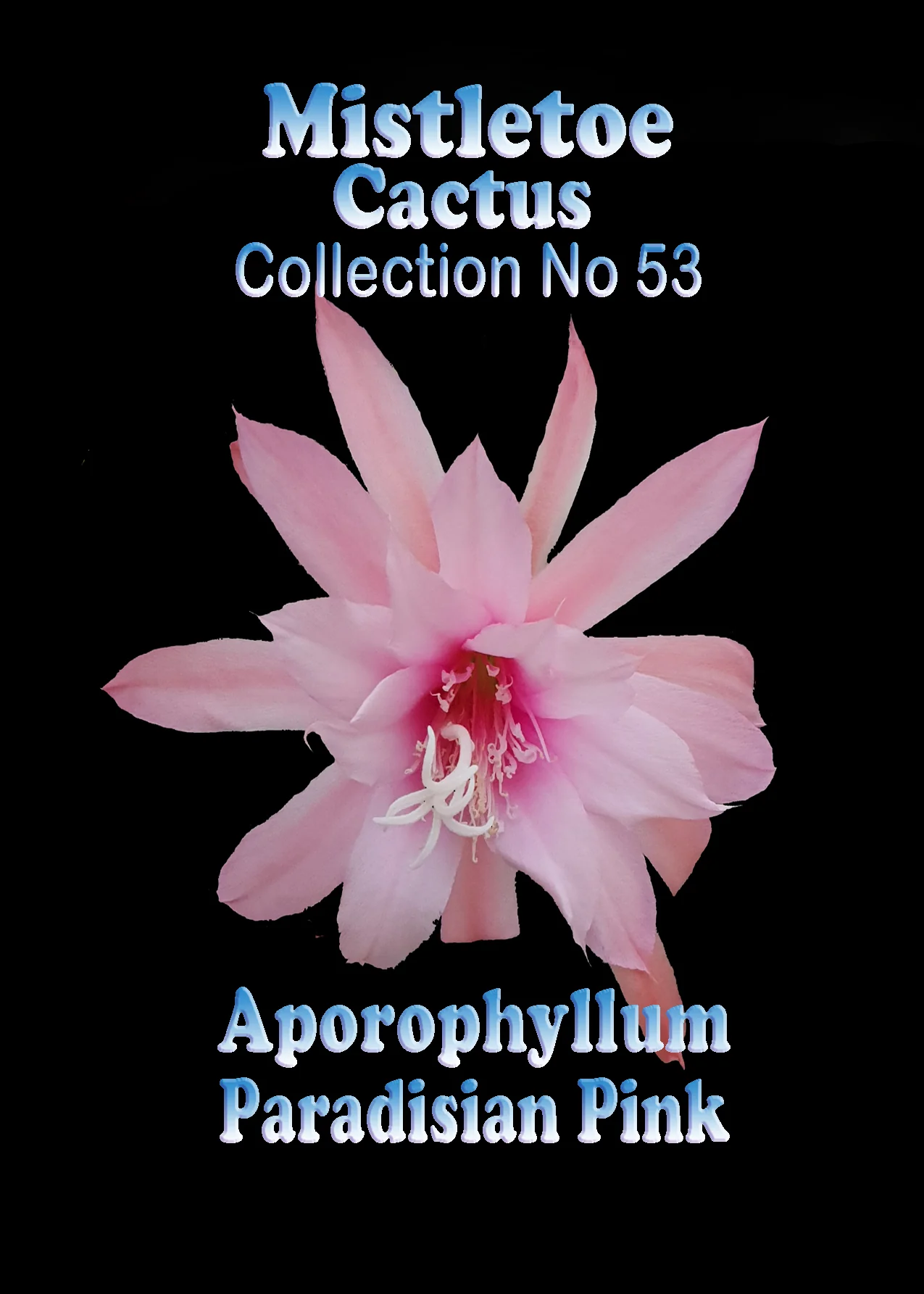 Aporophyllum 'Paradisian Pink' - Image 2