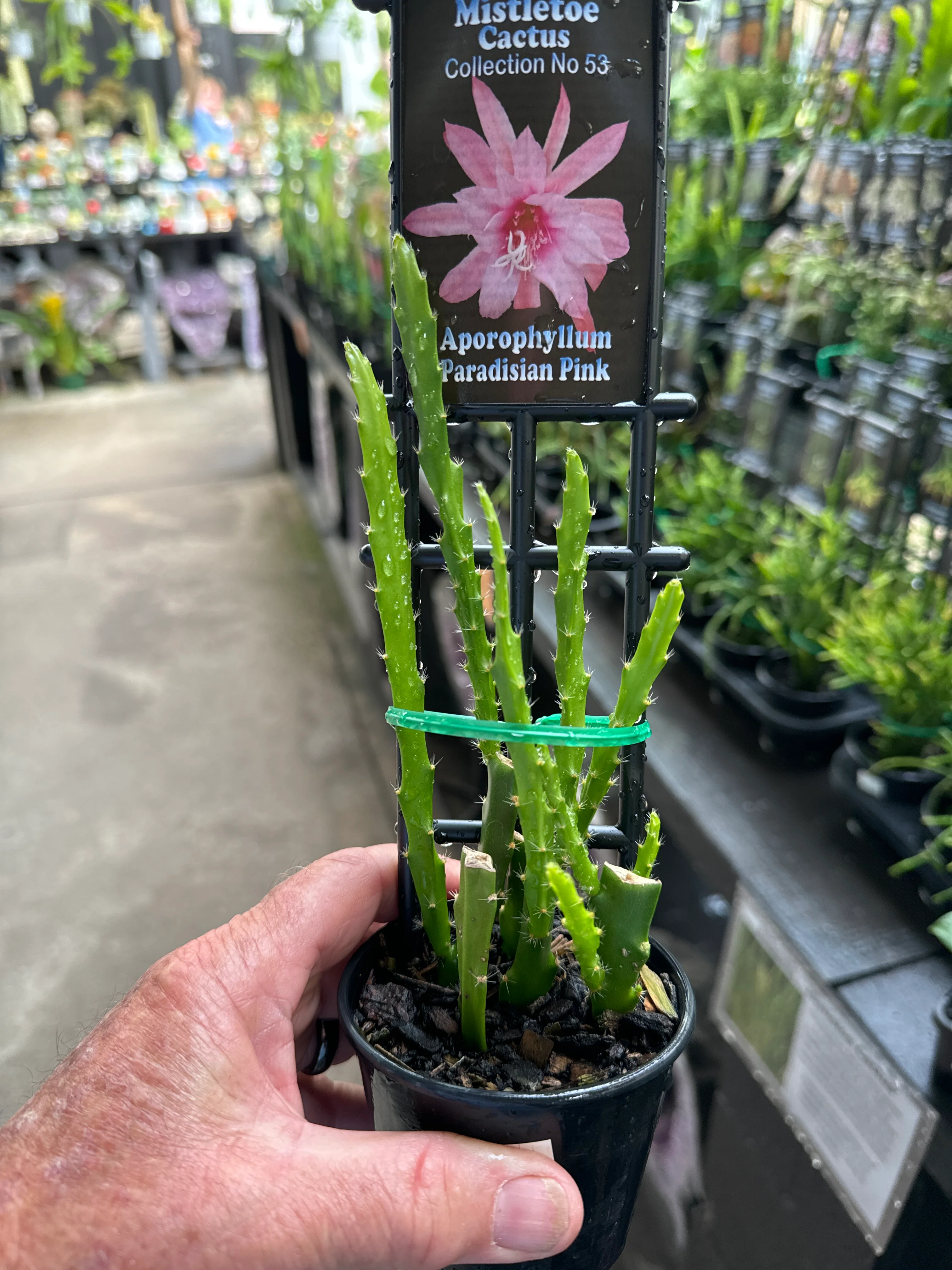 Aporophyllum 'Paradisian Pink' - Image 3