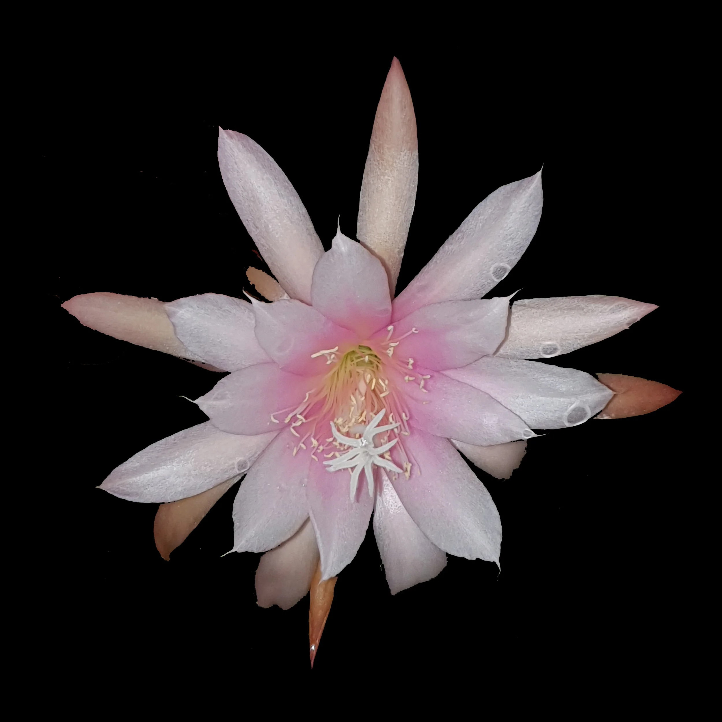 Aporophyllum 'Pink Beauty' -Mistletoe Cactus