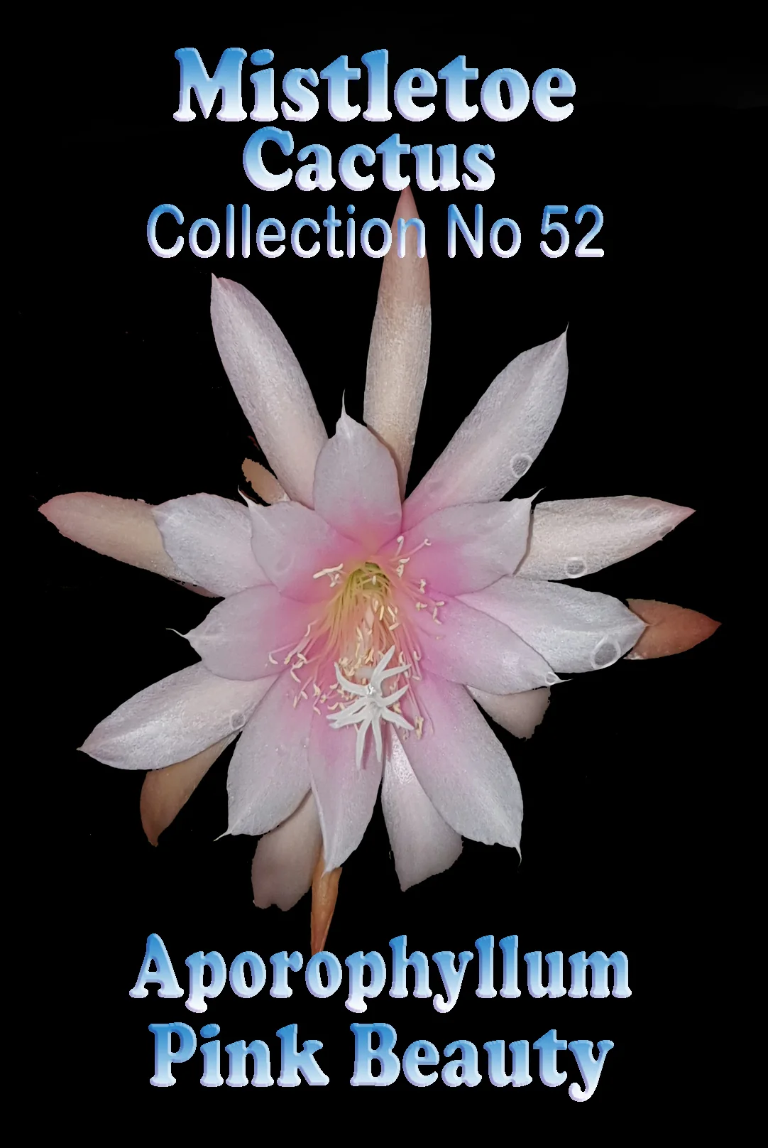 Aporophyllum 'Pink Beauty' -Mistletoe Cactus - Image 2