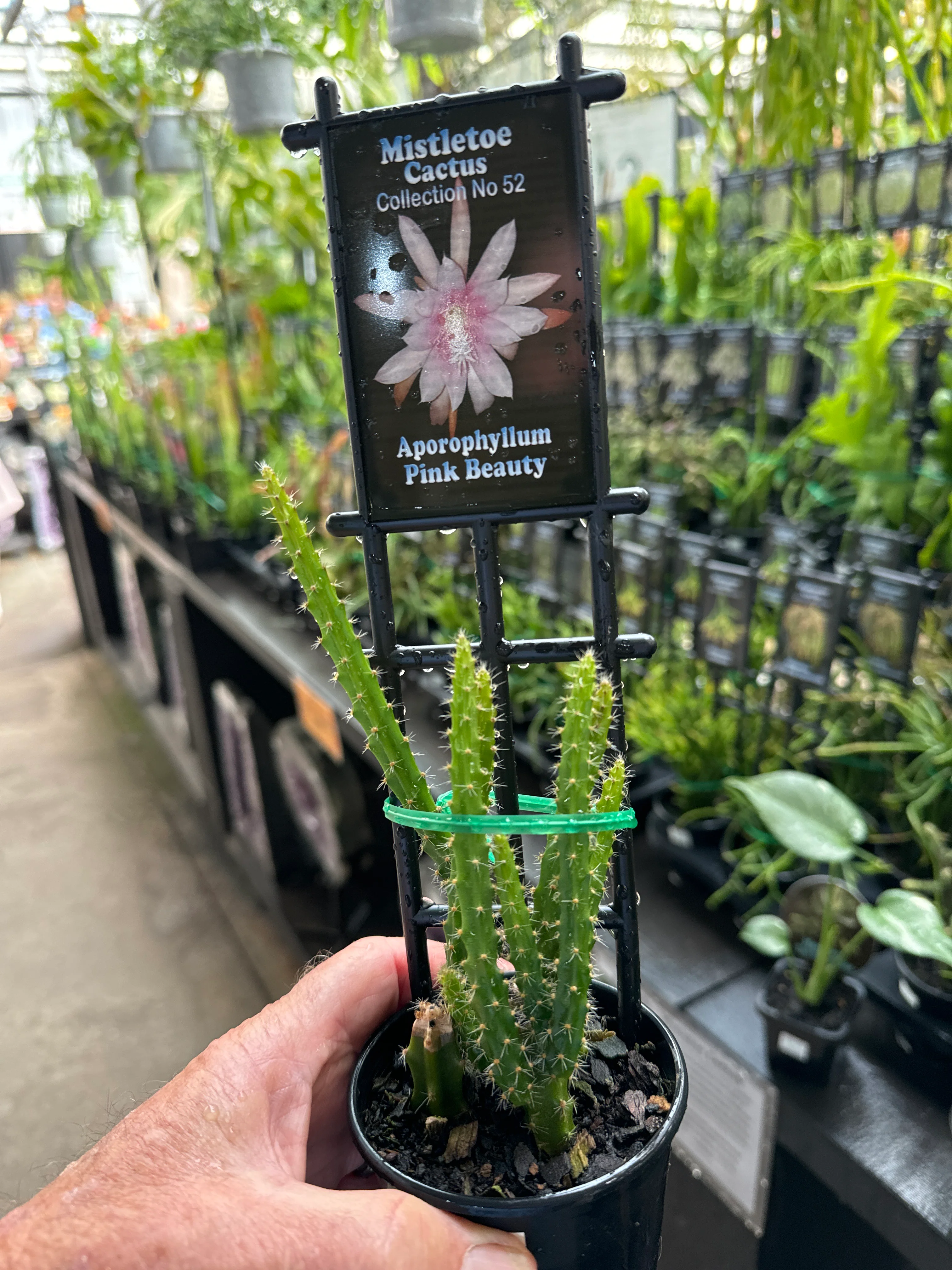 Aporophyllum 'Pink Beauty' -Mistletoe Cactus - Image 3