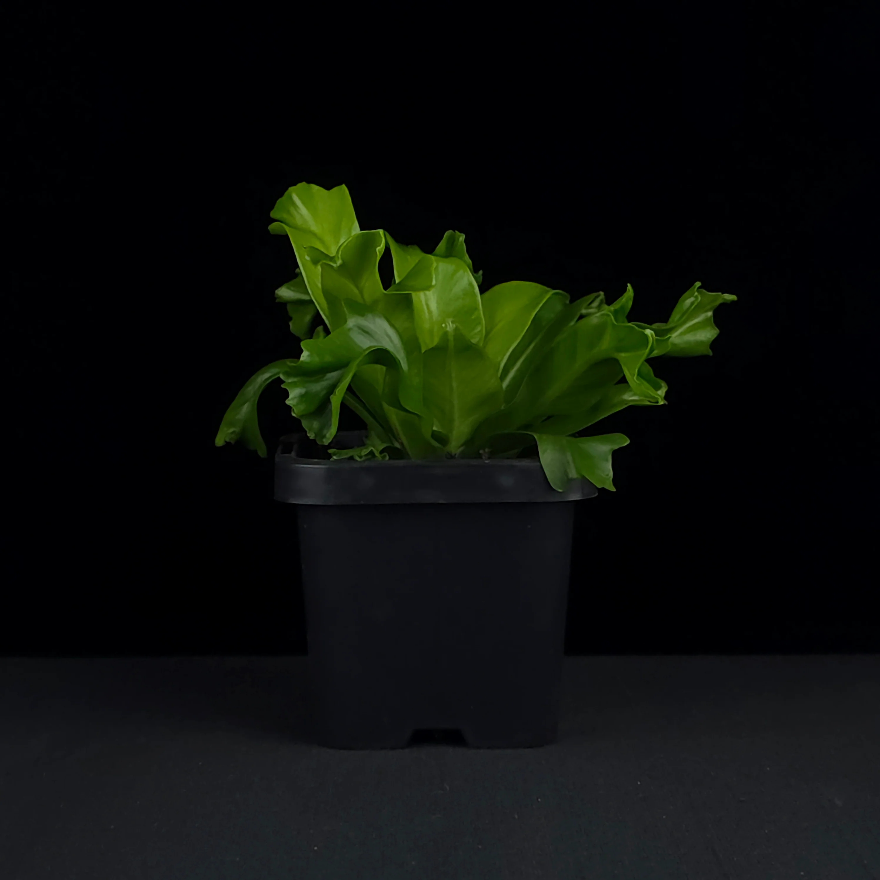 Asplenium antiquum 'Leslie' - The Ruffled Bird's Nest Fern - Image 3