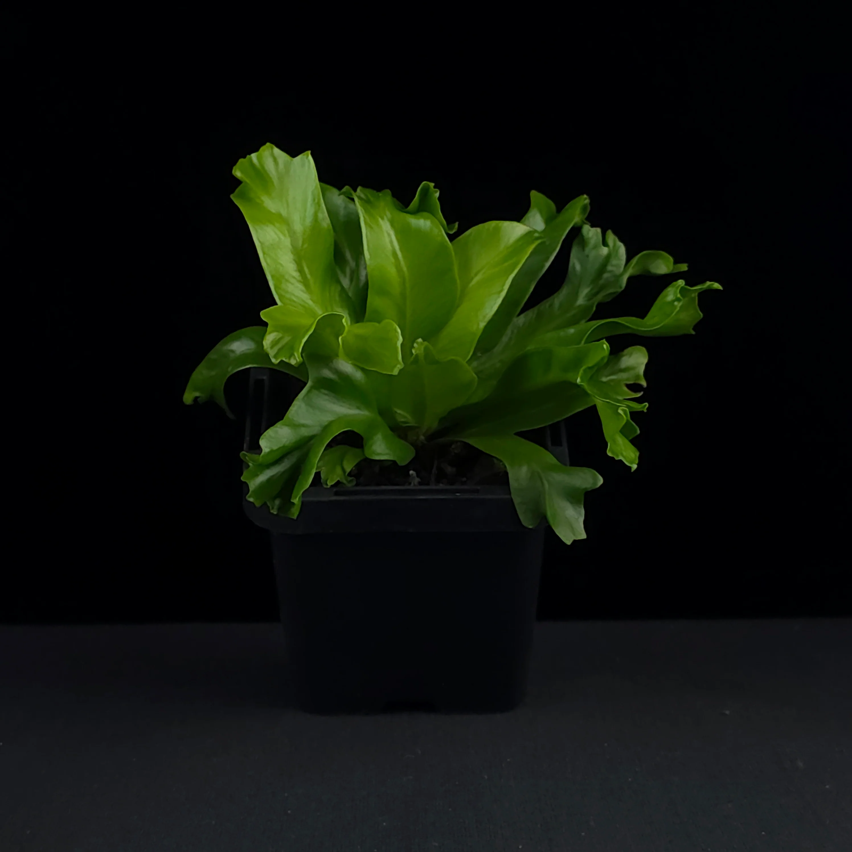 Asplenium antiquum 'Leslie' - The Ruffled Bird's Nest Fern - Image 4