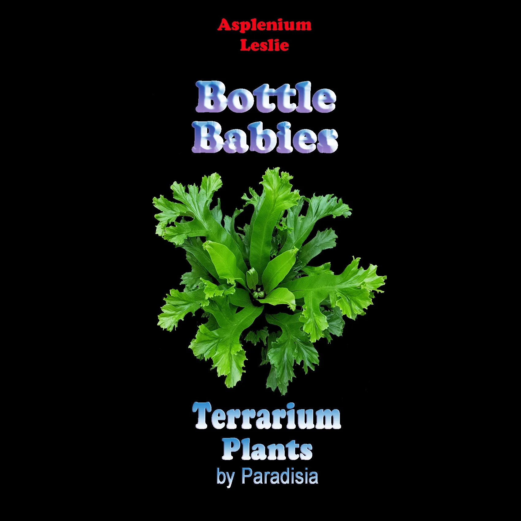Asplenium antiquum 'Leslie' - The Ruffled Bird's Nest Fern - Image 5