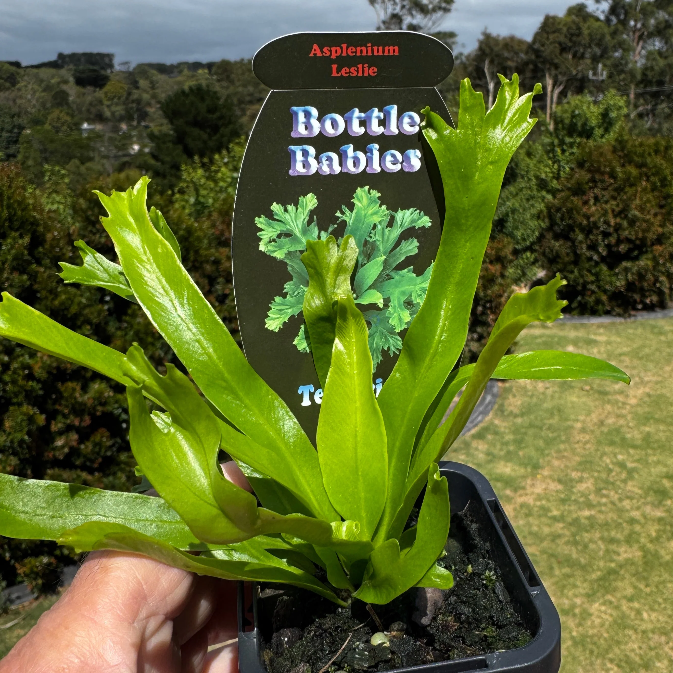Asplenium antiquum 'Leslie' - The Ruffled Bird's Nest Fern - Image 6
