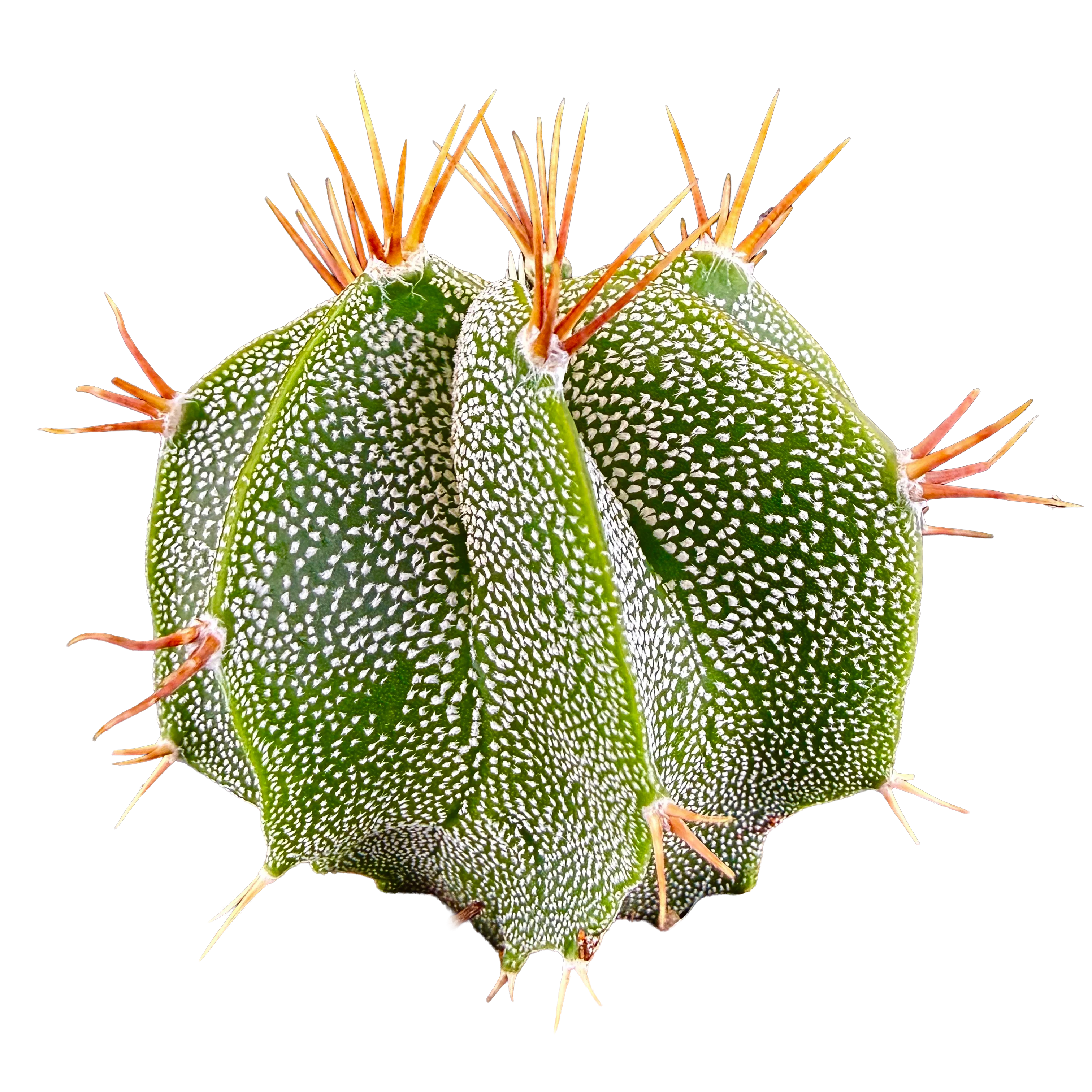 Astrophytum ornatum
