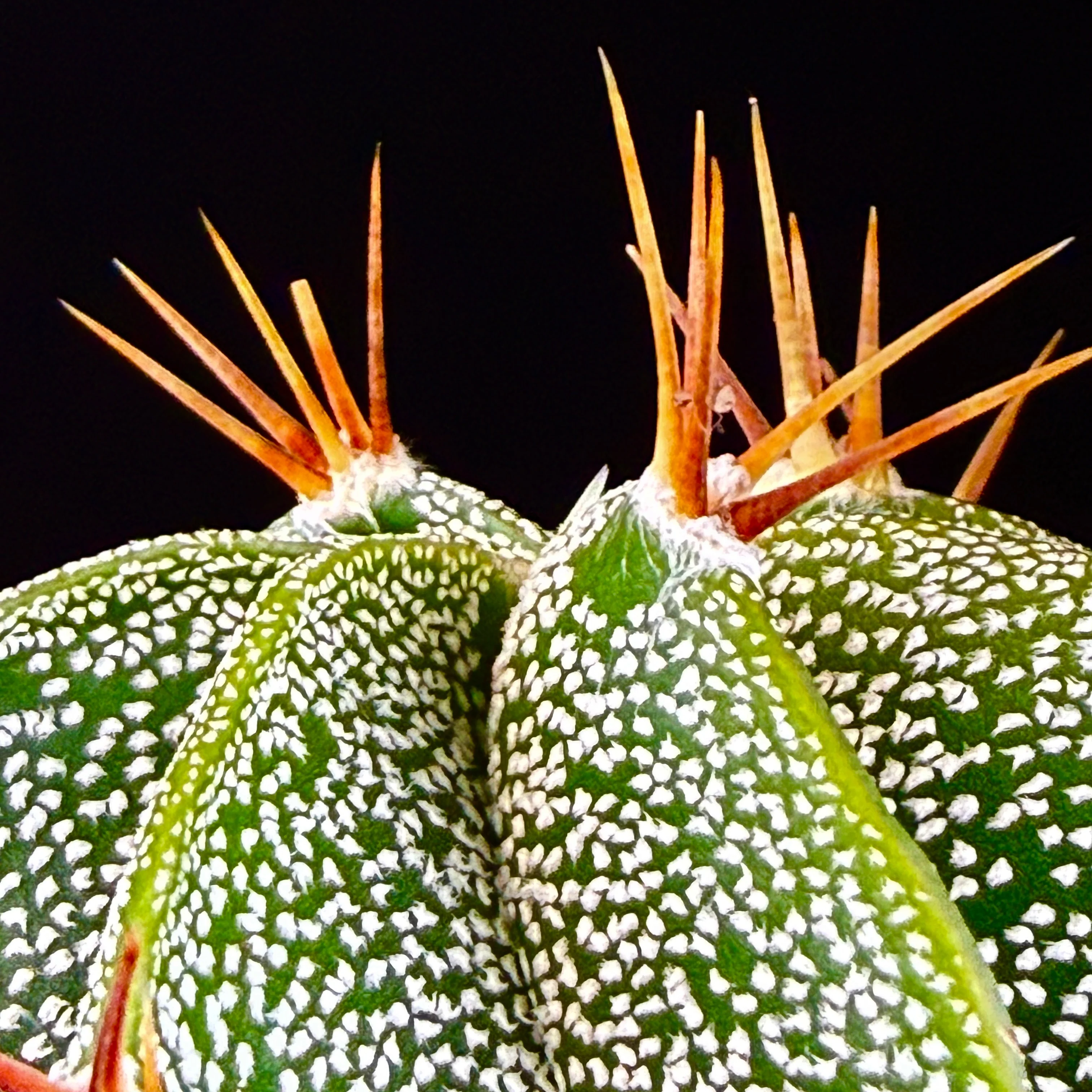 Astrophytum ornatum - Image 2