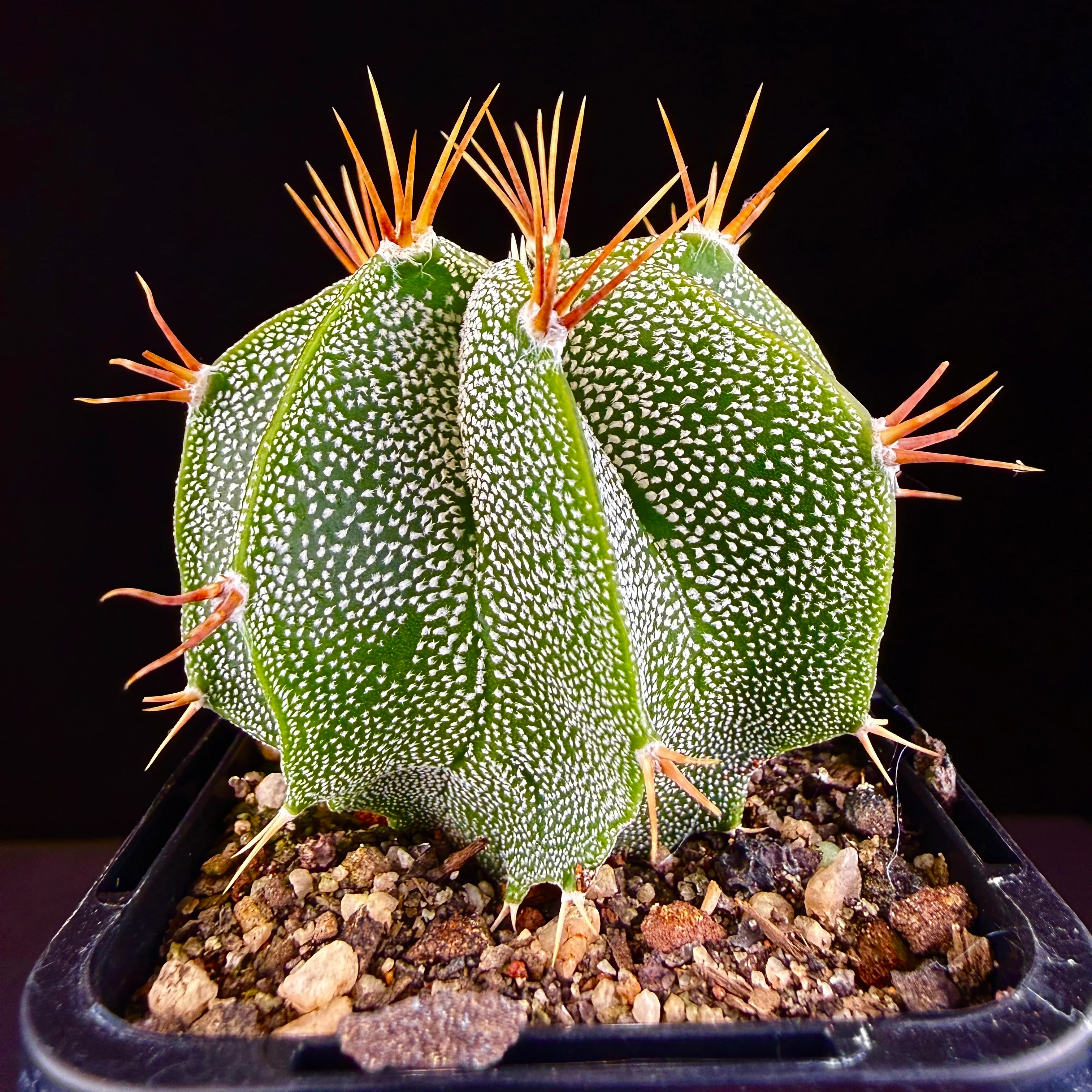 Astrophytum ornatum - Image 3
