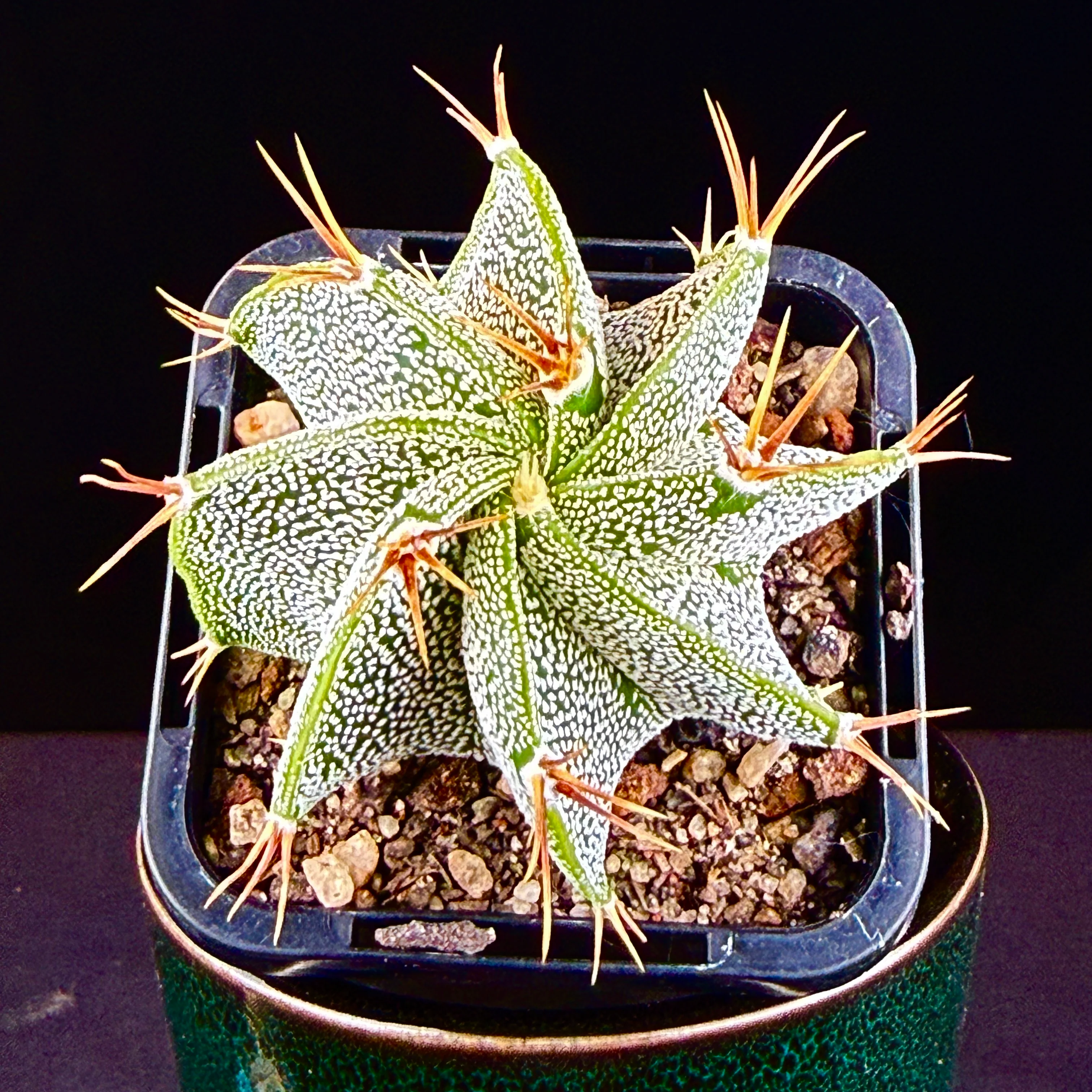 Astrophytum ornatum - Image 4