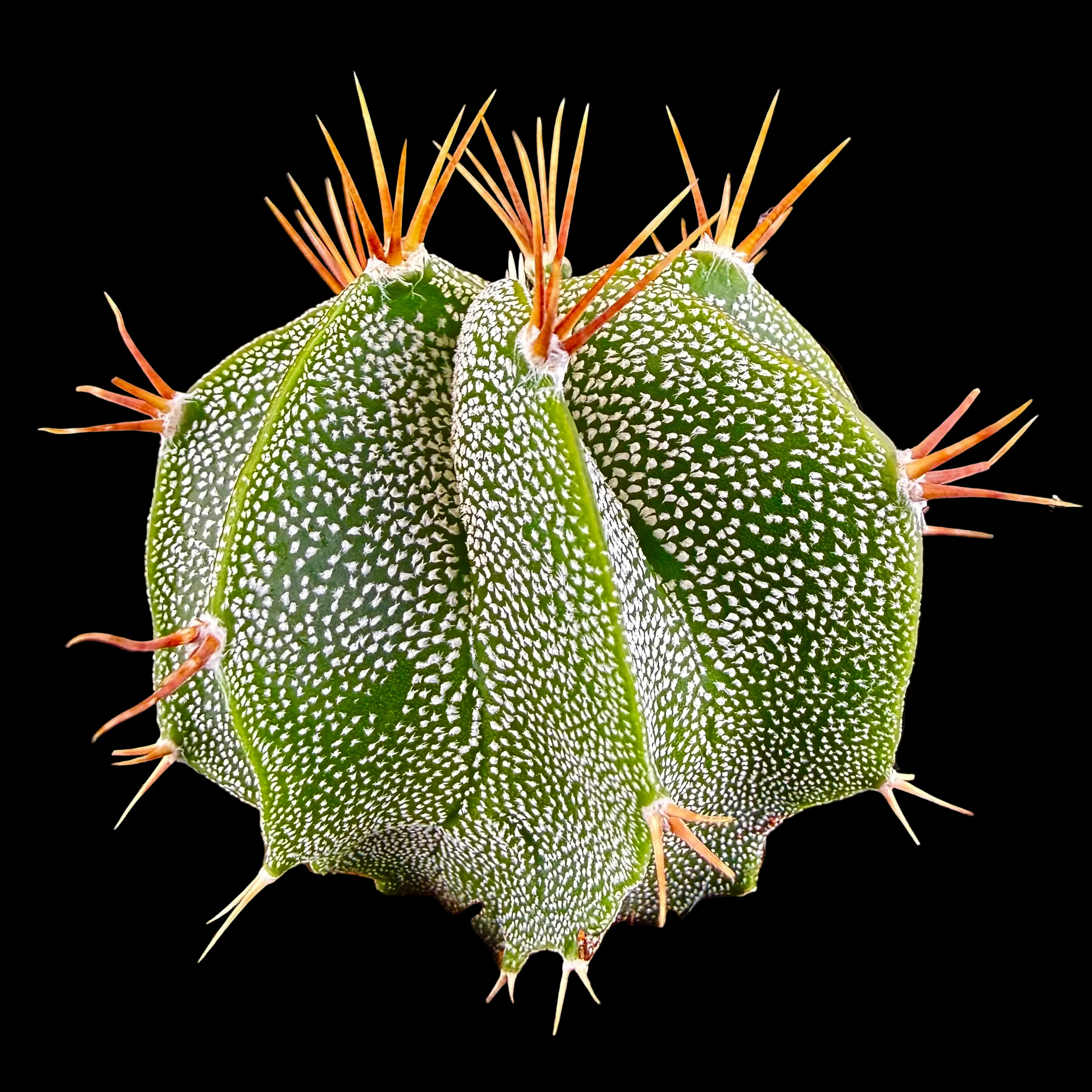 Astrophytum ornatum - Image 5